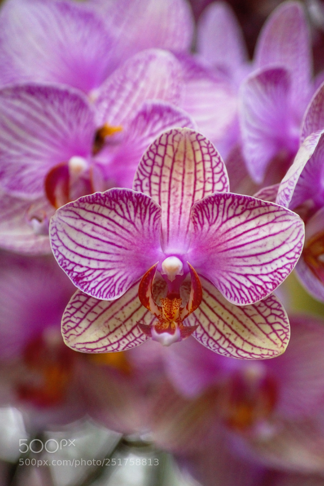 Sony SLT-A65 (SLT-A65V) sample photo. Orchid photography