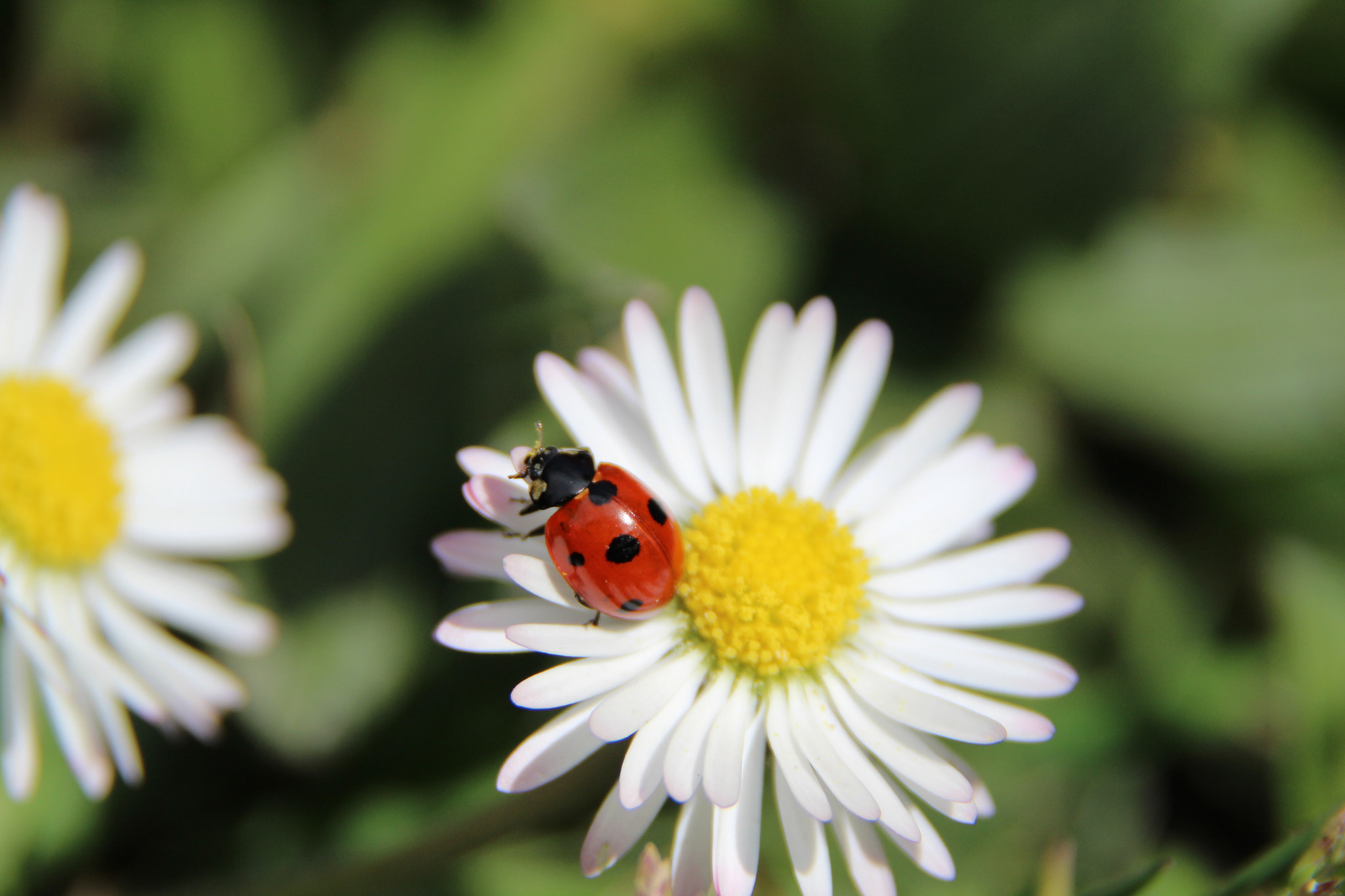 Canon EOS 1300D (EOS Rebel T6 / EOS Kiss X80) + Sigma 18-200mm f/3.5-6.3 DC OS sample photo. The retourn of spring photography