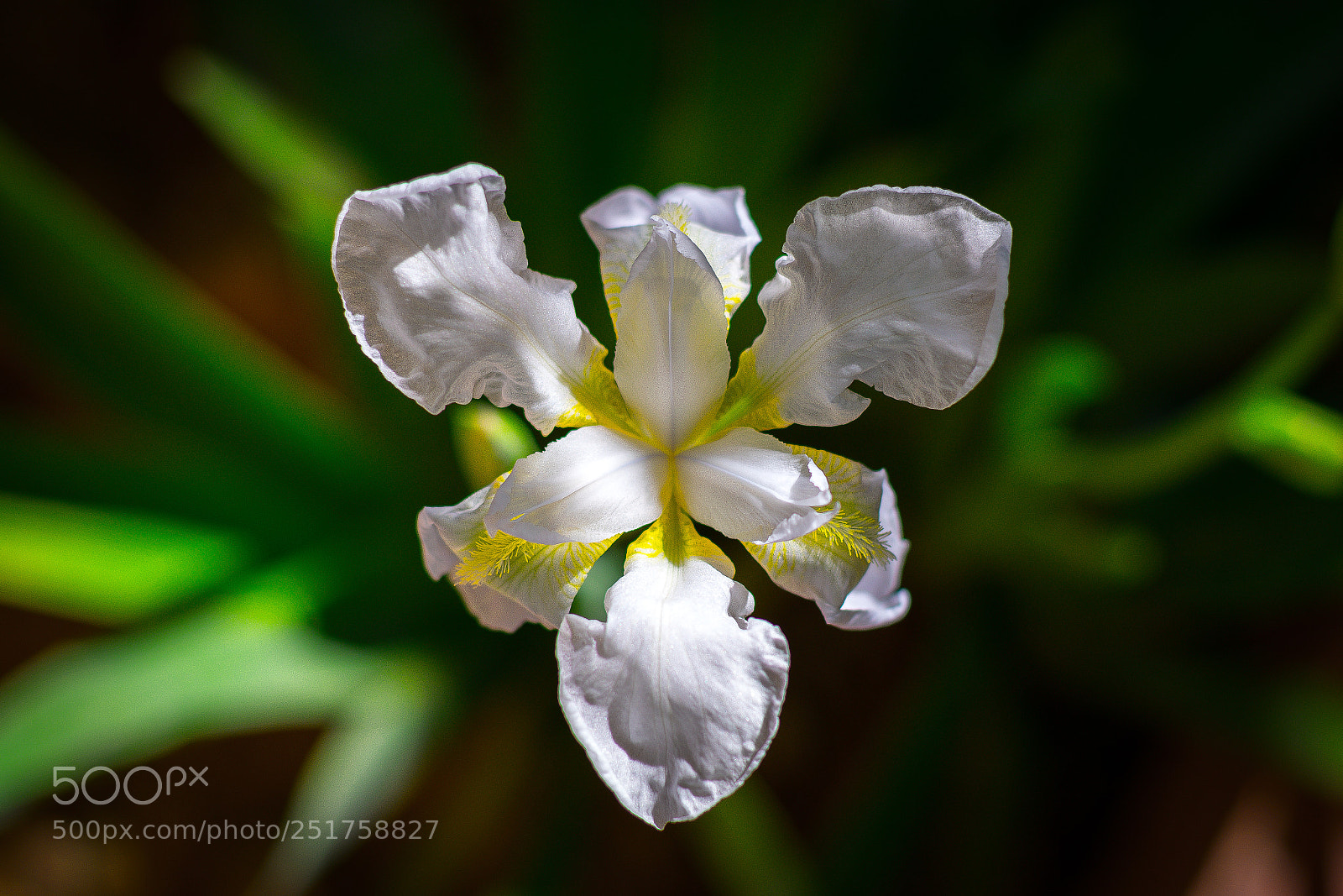 Nikon D5300 sample photo. Wonderful flower photography