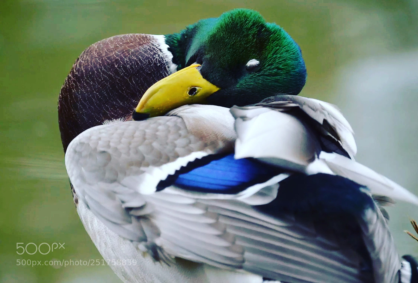 Nikon D5100 sample photo. Resting  photography