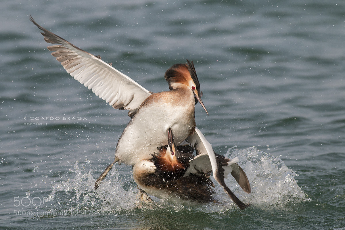 Canon EOS 70D sample photo. Great crested grabes photography
