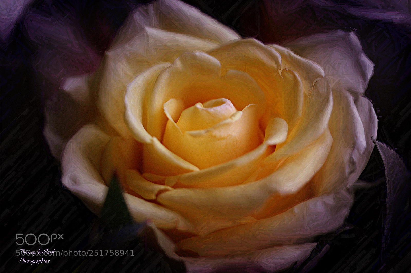 Canon EOS 600D (Rebel EOS T3i / EOS Kiss X5) sample photo. Rose jaune nocturne photography