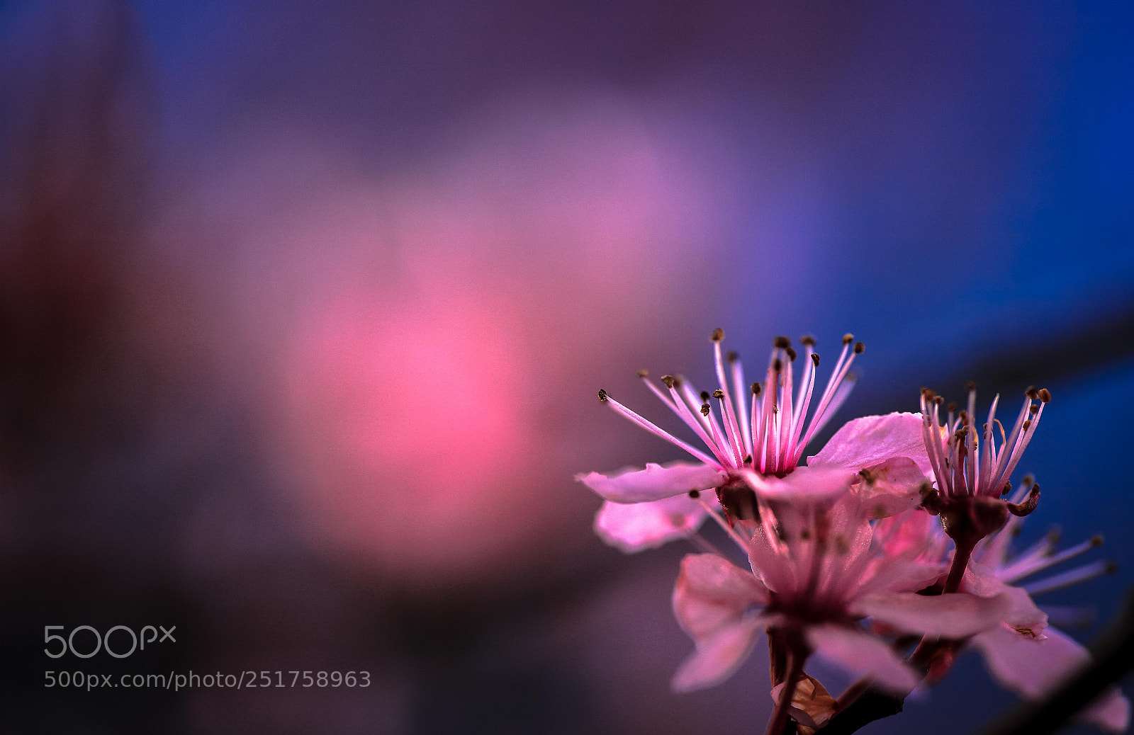 Canon EOS 6D Mark II sample photo. Spring beauties... photography