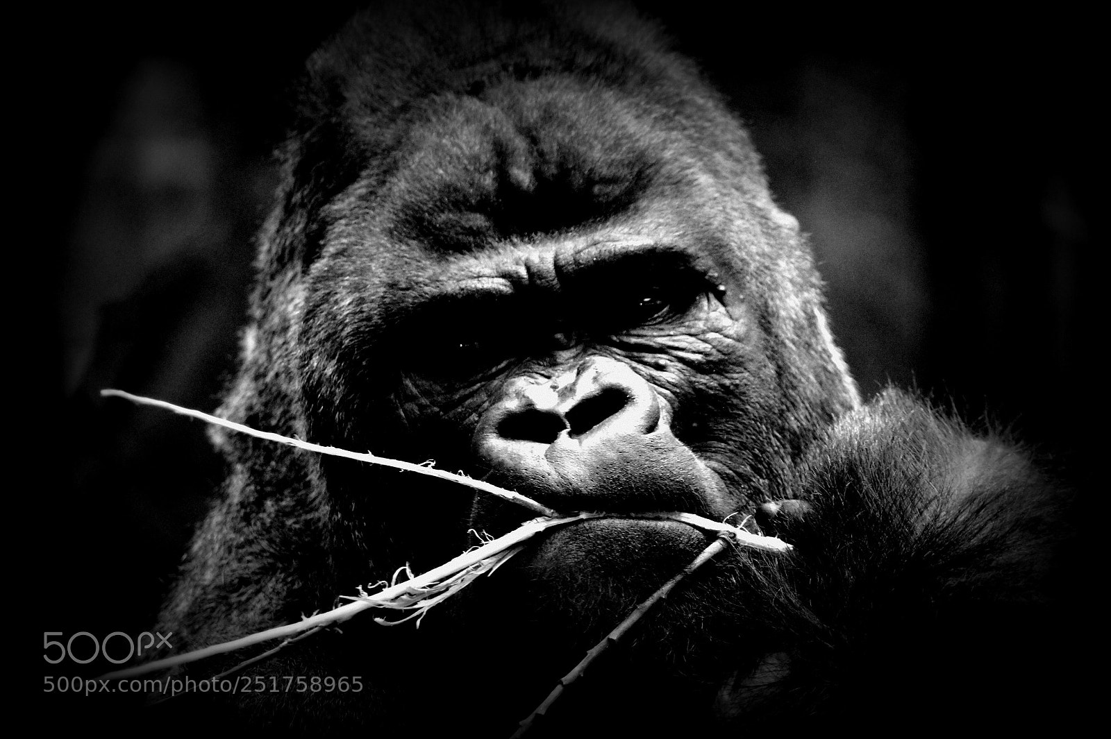 Sony SLT-A58 sample photo. Gorilla photography