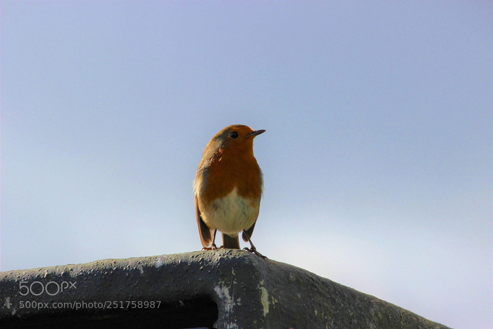 Canon EOS 600D (Rebel EOS T3i / EOS Kiss X5) sample photo. Robin on wall photography