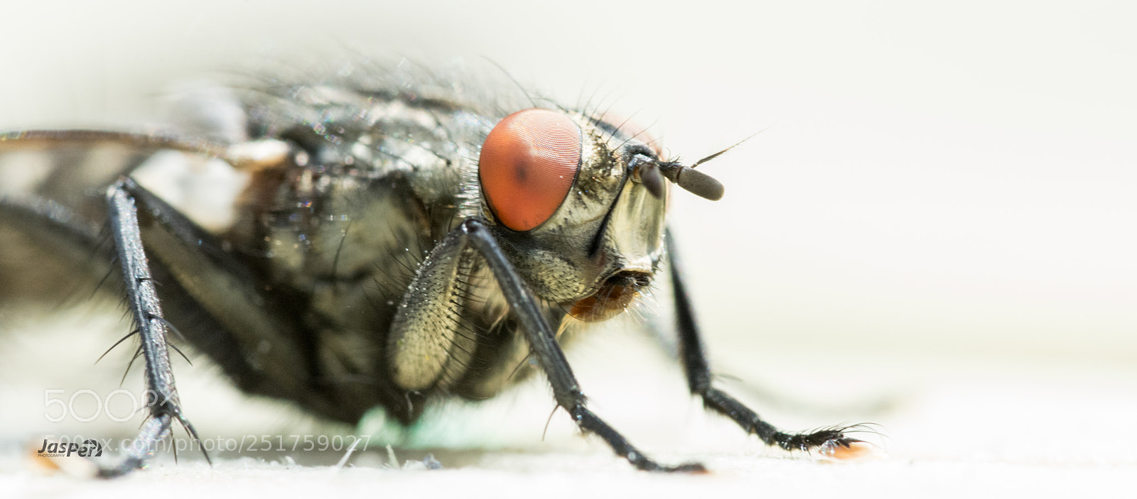 Nikon D7200 sample photo. Insect photography