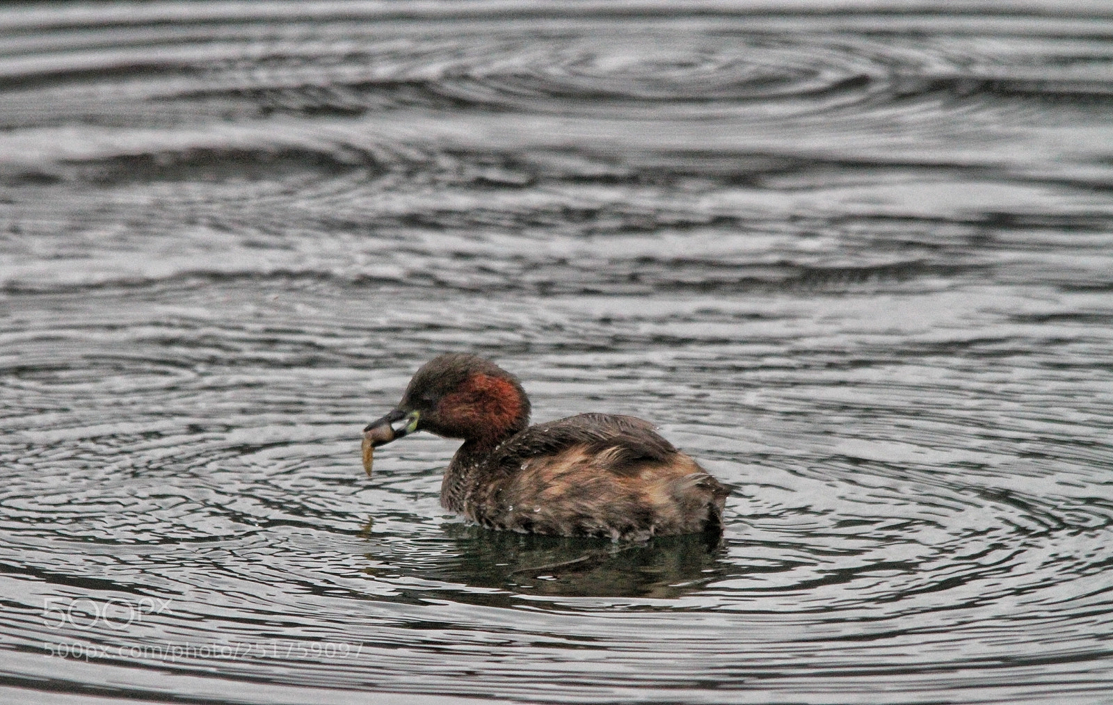 Canon EOS 7D sample photo. Gallinella d'acqua photography