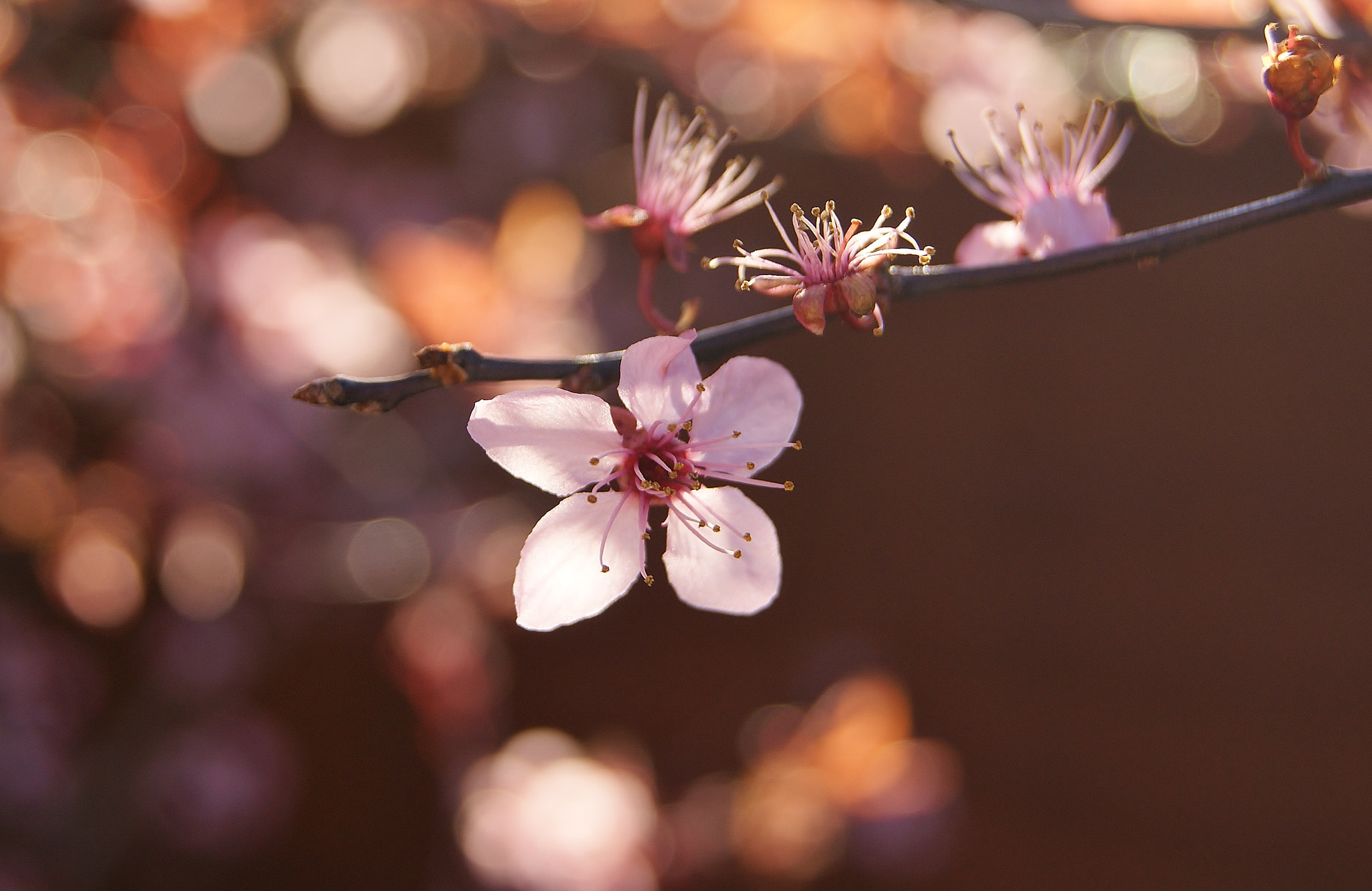 Sony Alpha DSLR-A380 sample photo. 3 degree my pink plum glow :-) photography