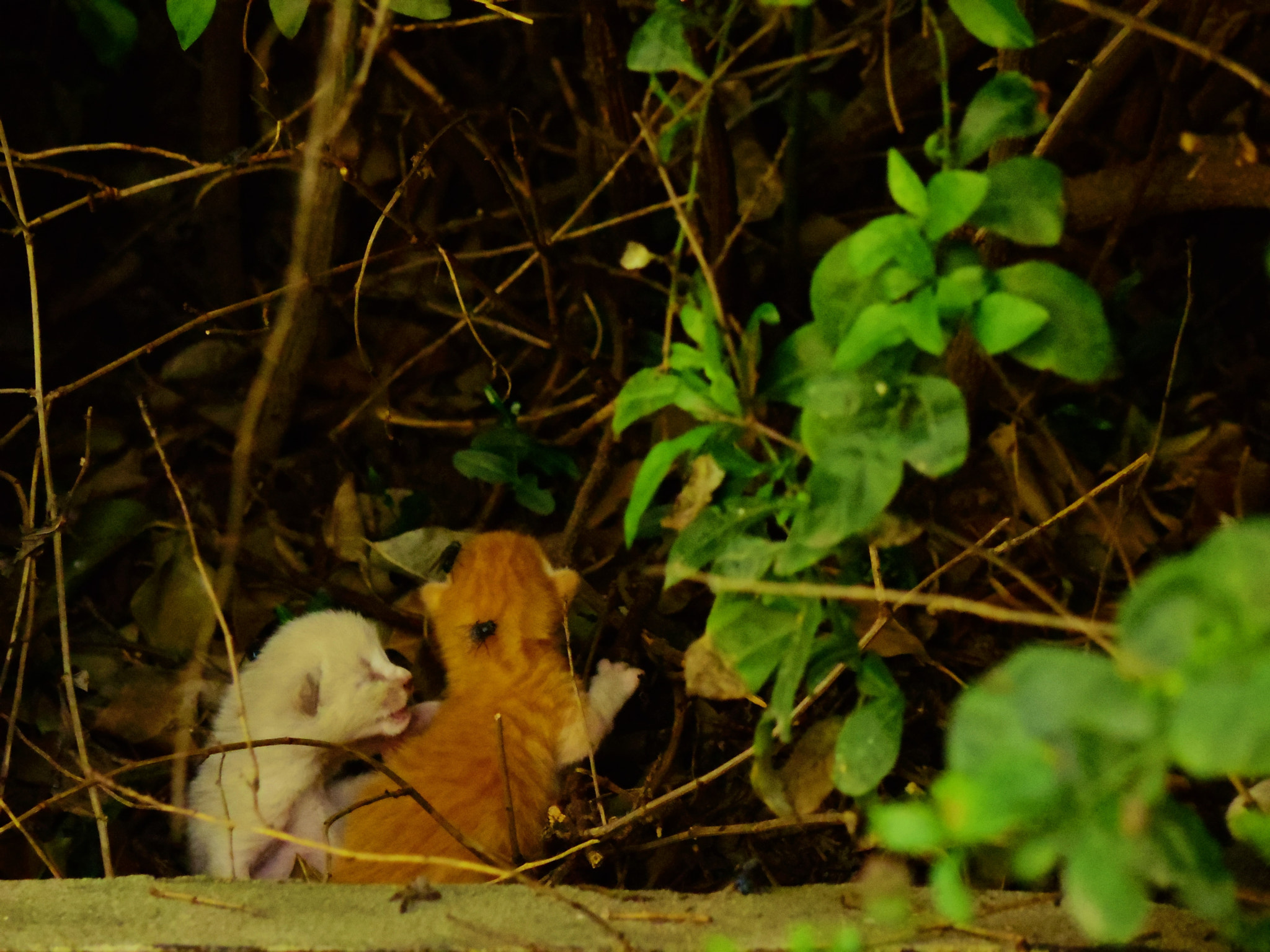 Pentax 06 Telephoto 15-45mm sample photo. La vida se asoma.. photography