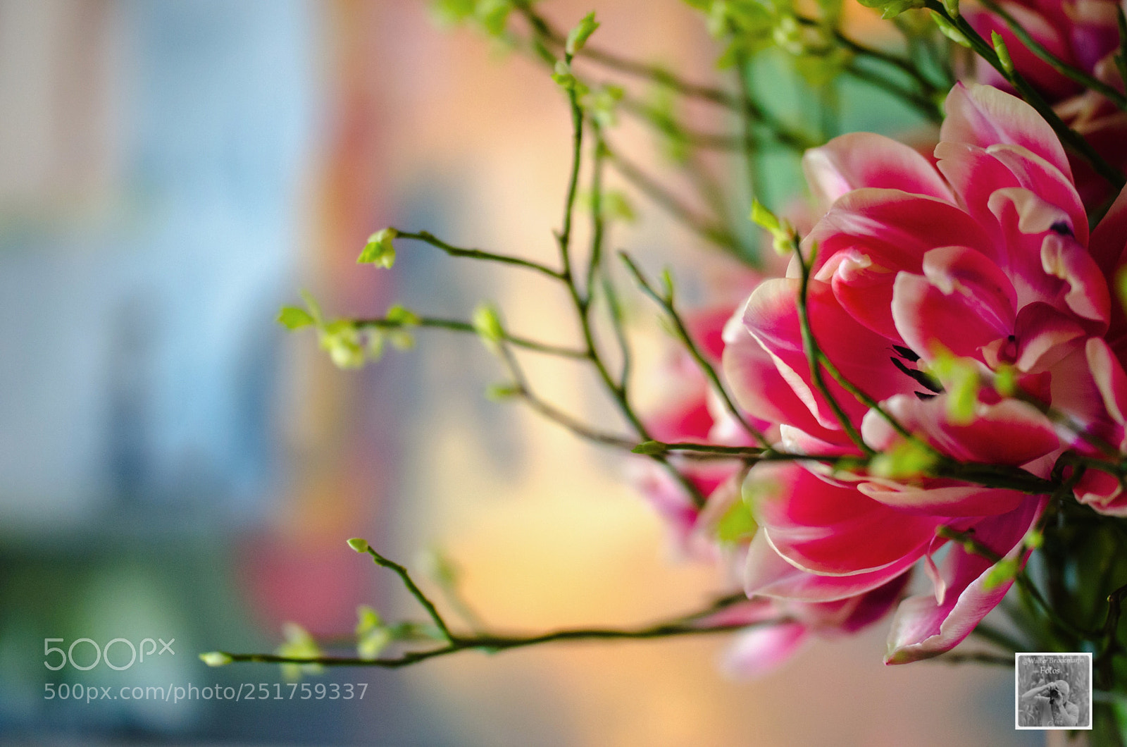 Nikon D7000 sample photo. Tamron 60mm 2.0 macro photography