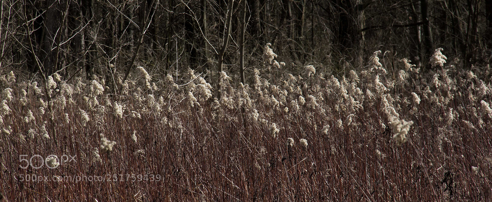 Canon EOS 60D sample photo. Warm light photography