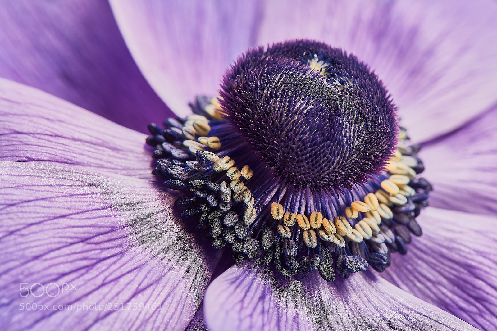 Nikon D810 sample photo. The dome photography