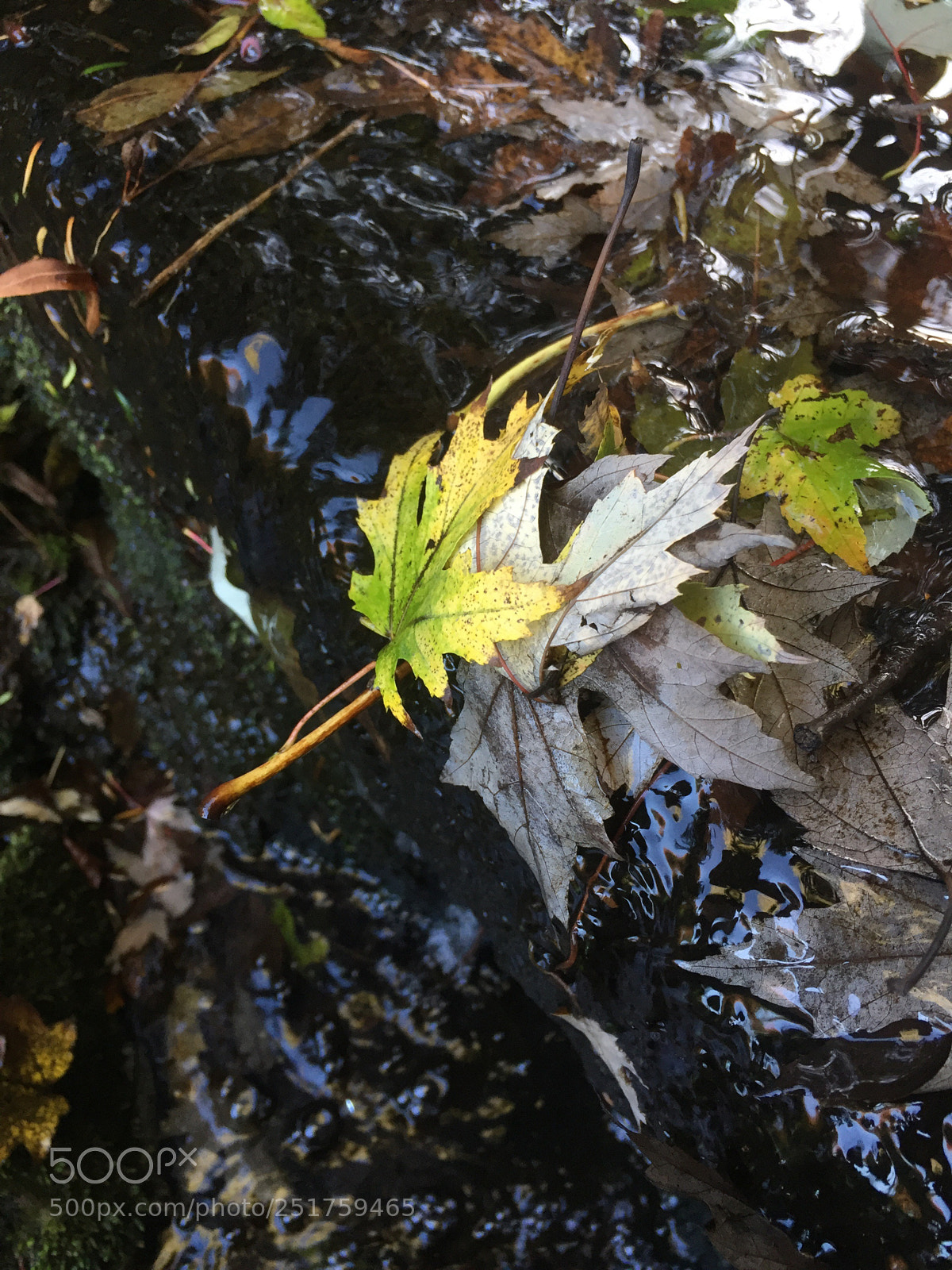 Apple iPhone 6 sample photo. Untitled photography