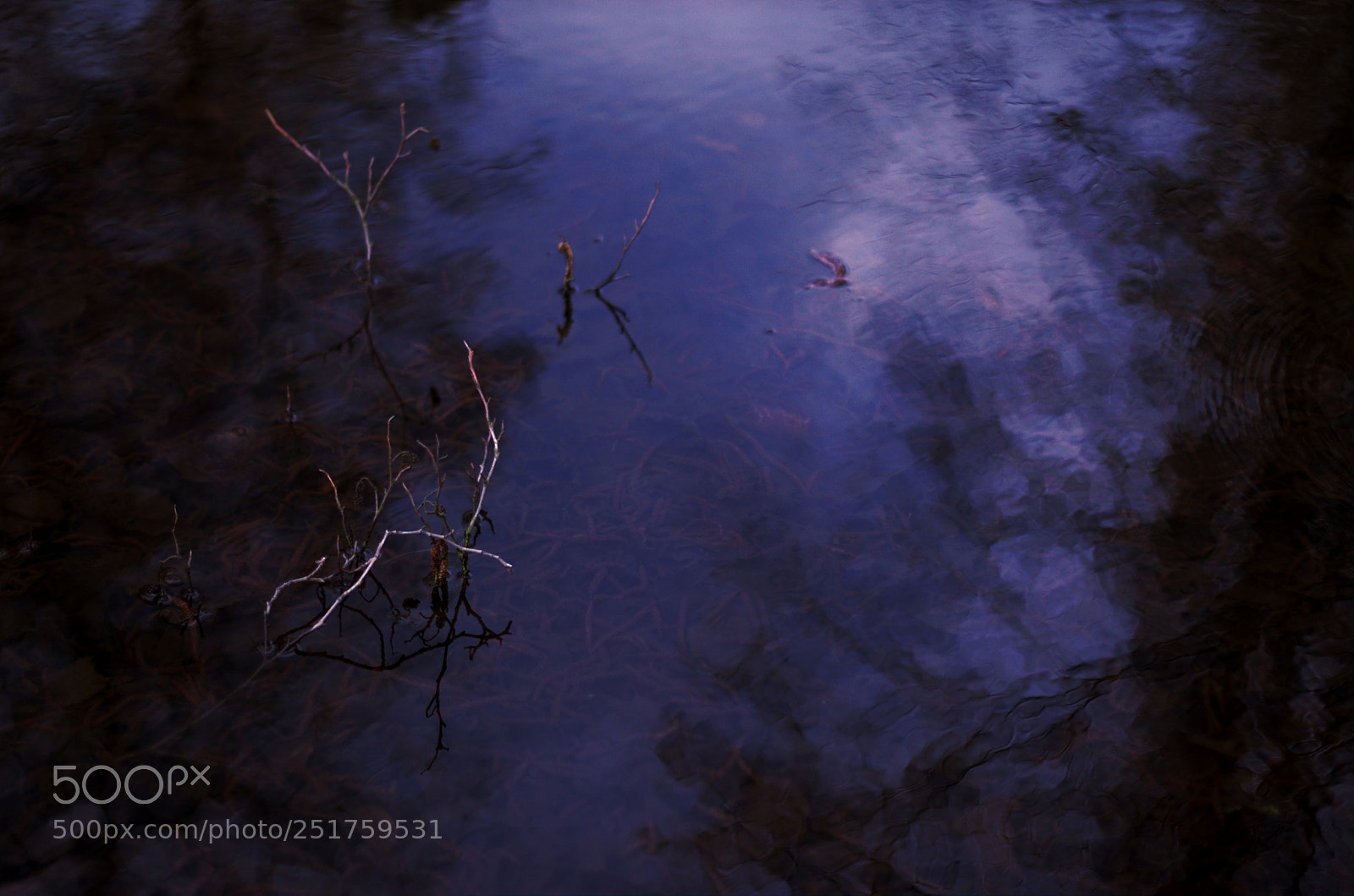 Nikon D50 sample photo. Still above the water...for photography