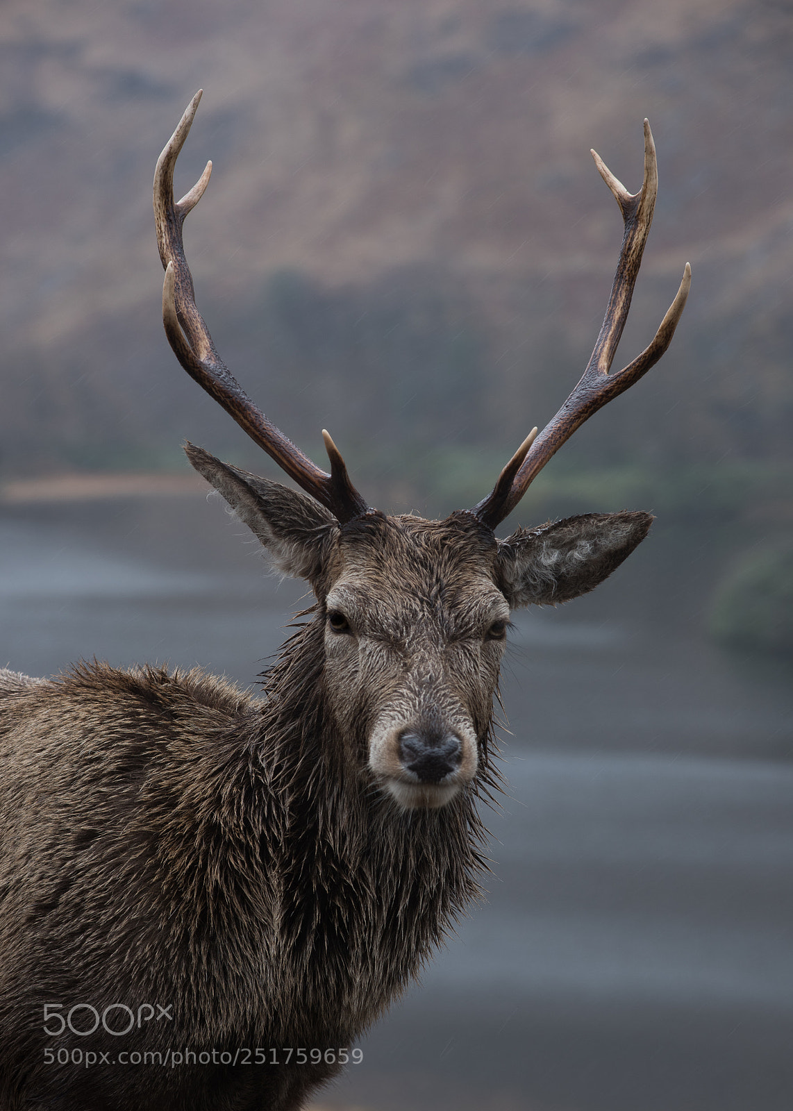 Nikon D810 sample photo. Magnificent stag photography