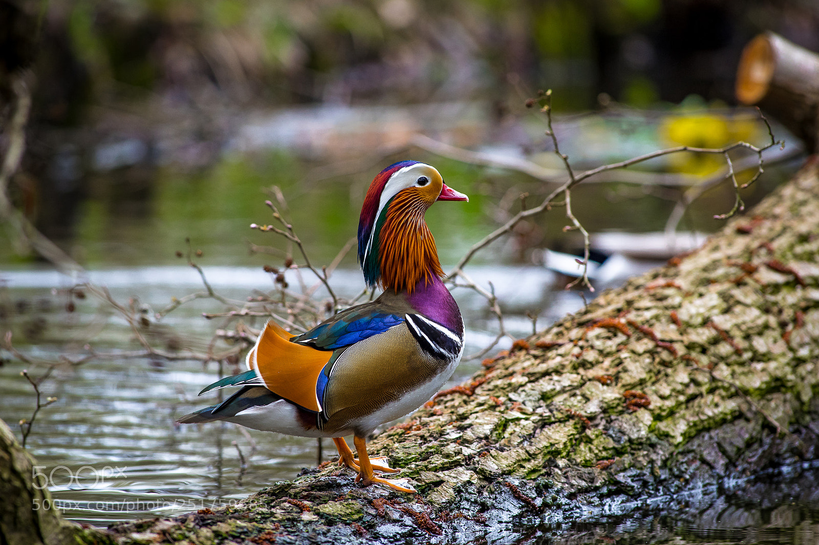 Pentax K-3 sample photo. Mandarin on tree photography