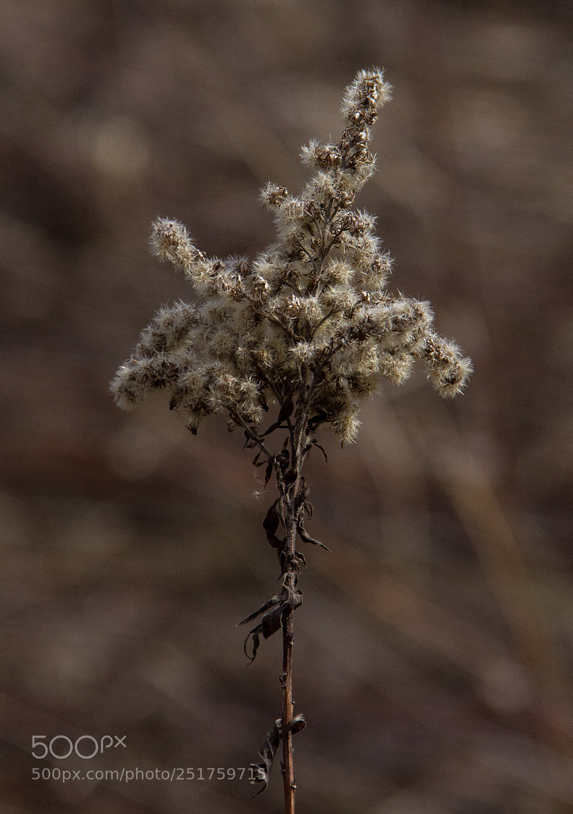 Canon EOS 60D sample photo. Warm light photography