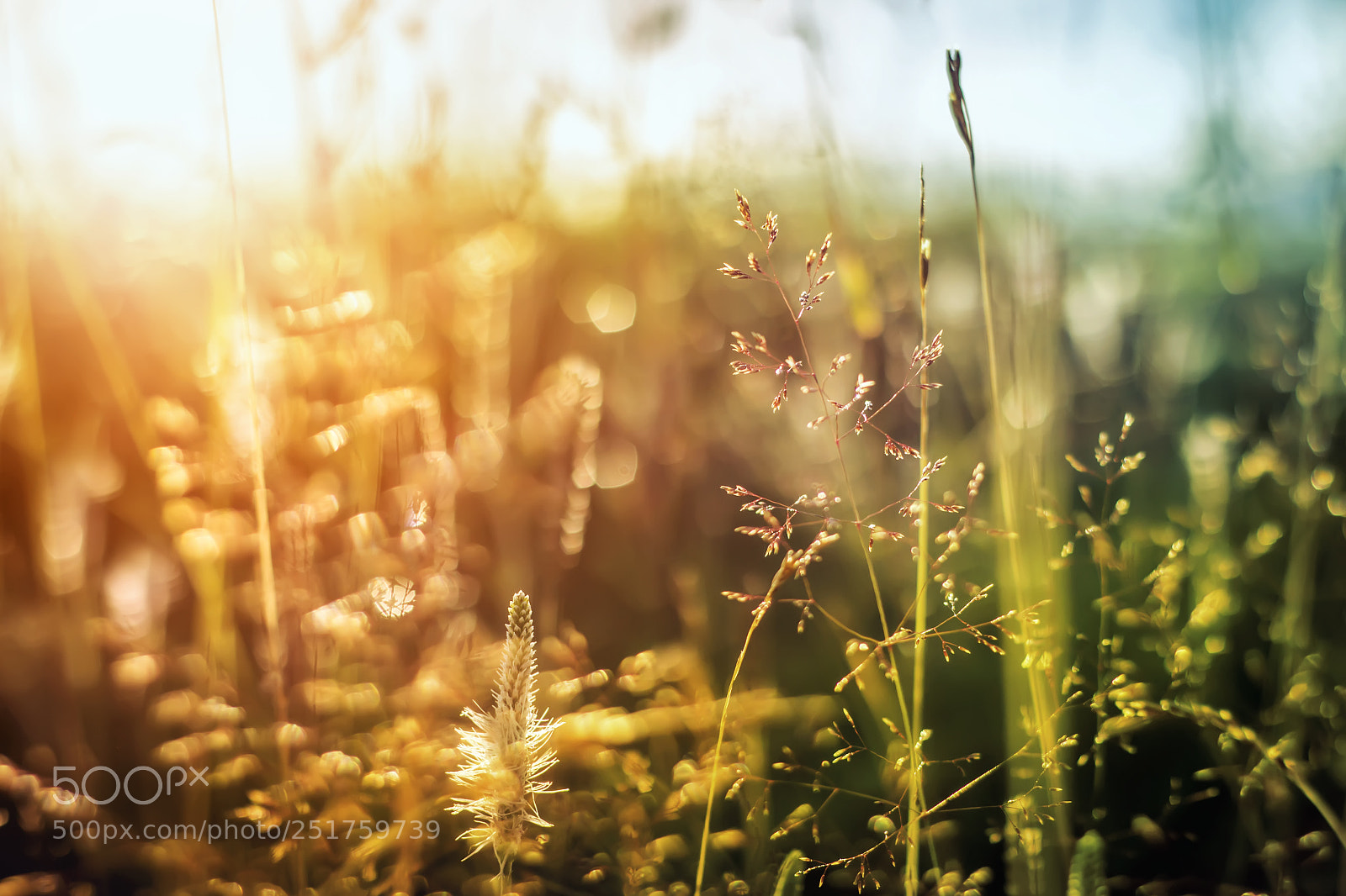 Canon EOS 600D (Rebel EOS T3i / EOS Kiss X5) sample photo. Green grass background photography