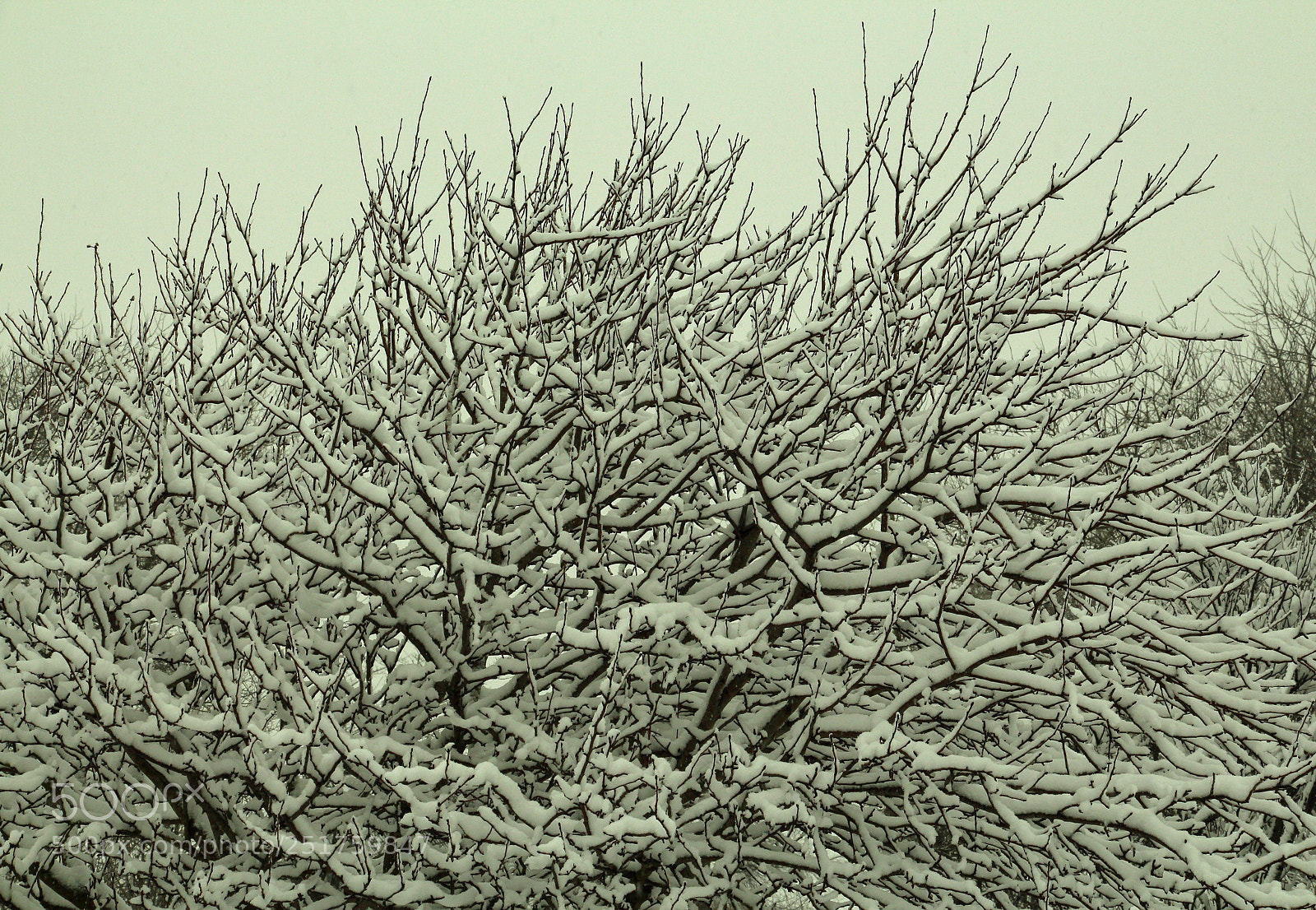 Canon EOS 700D (EOS Rebel T5i / EOS Kiss X7i) sample photo. Snow covered branches photography