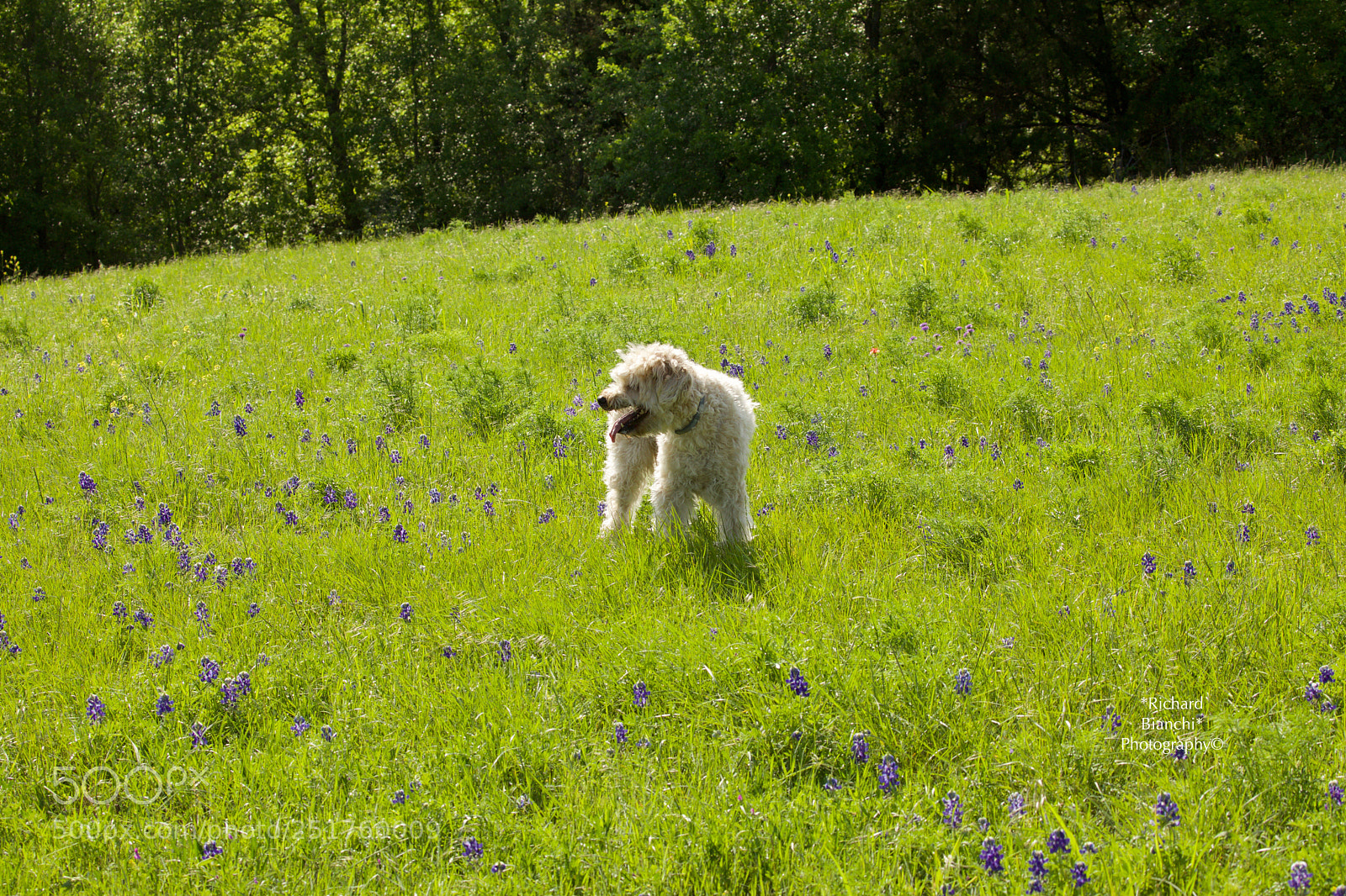 Canon EOS 5D Mark IV sample photo. Fun run with brody photography