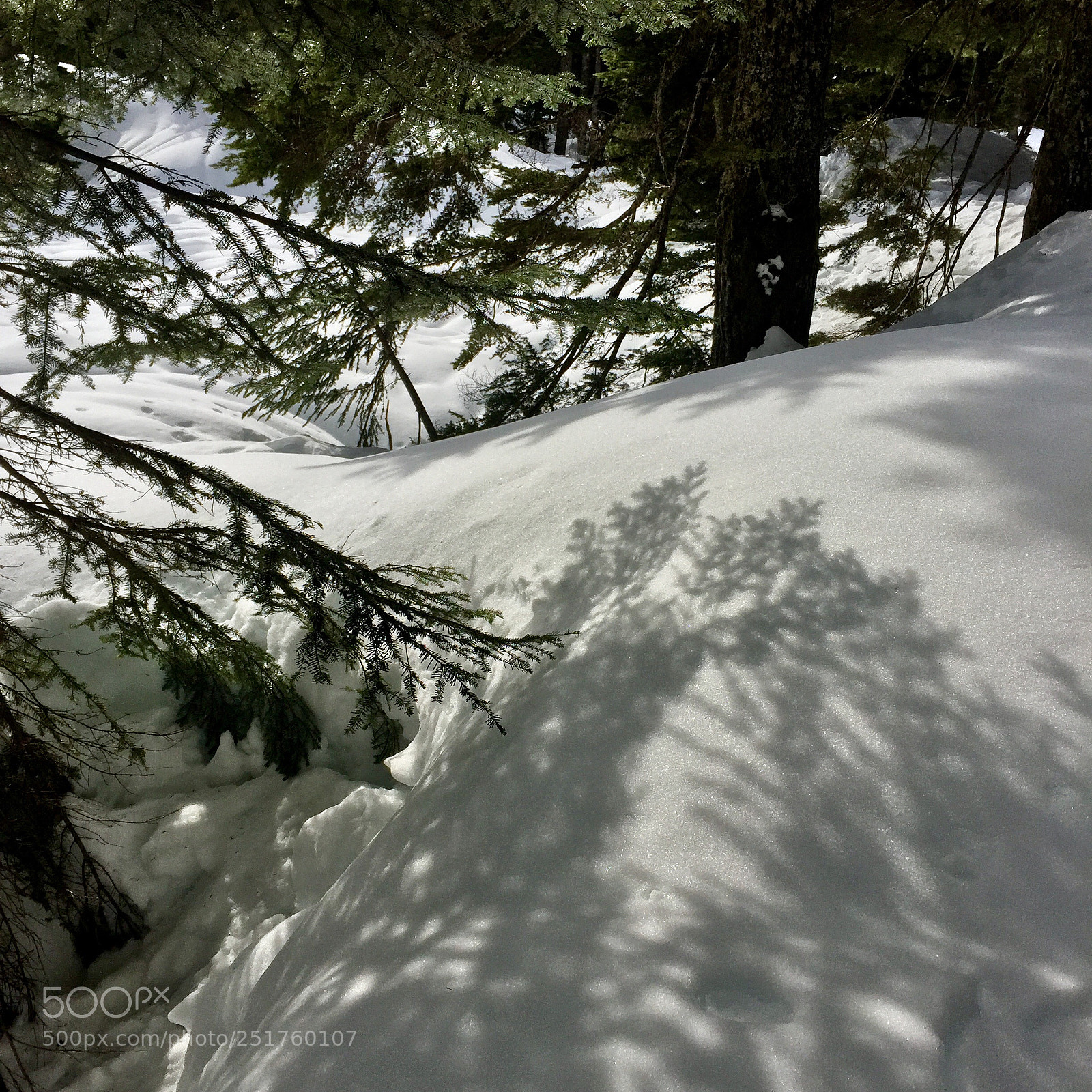 Apple iPhone 6 sample photo. Lace in nature photography