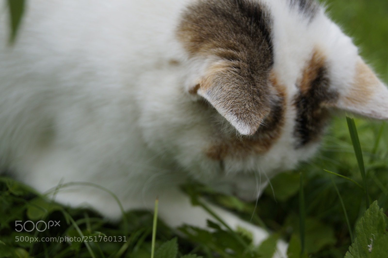 Sony SLT-A58 sample photo. Cat photography
