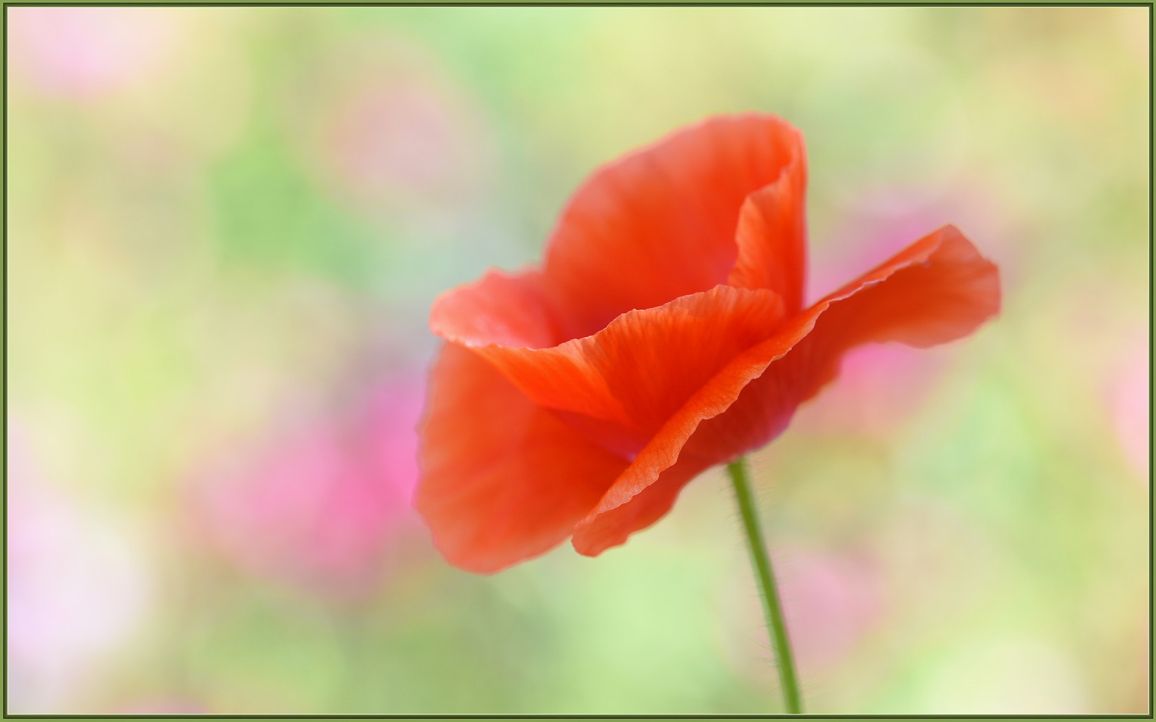 Sigma 105mm F2.8 EX DG OS HSM sample photo. Spring dreams photography