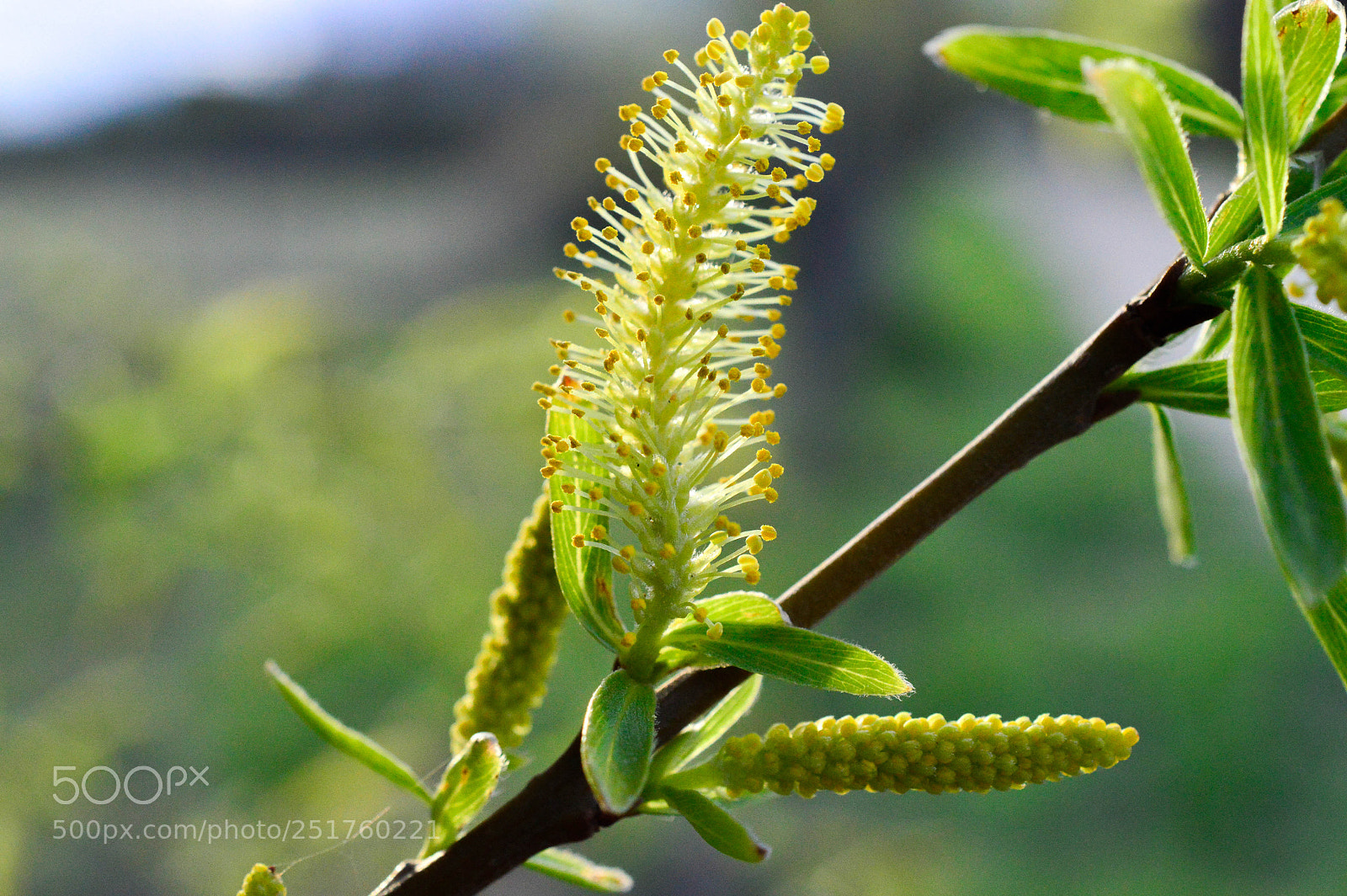 Nikon D3200 sample photo. Salix alba photography