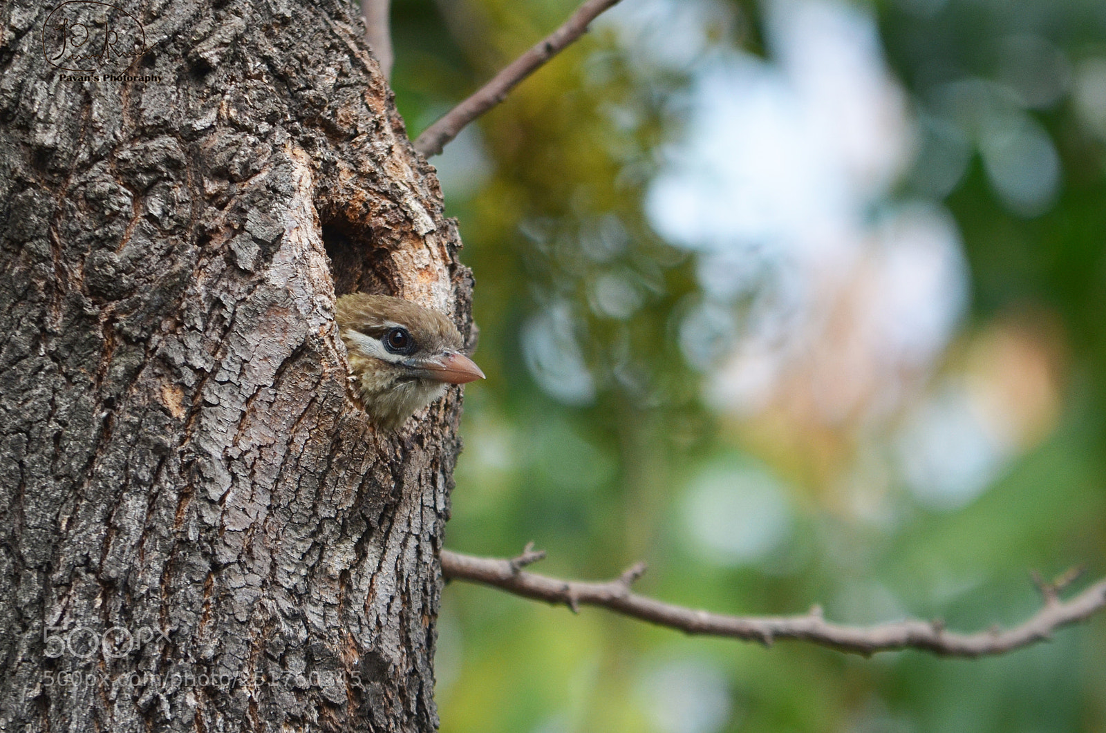 Nikon D5100 sample photo. Peek a boo photography