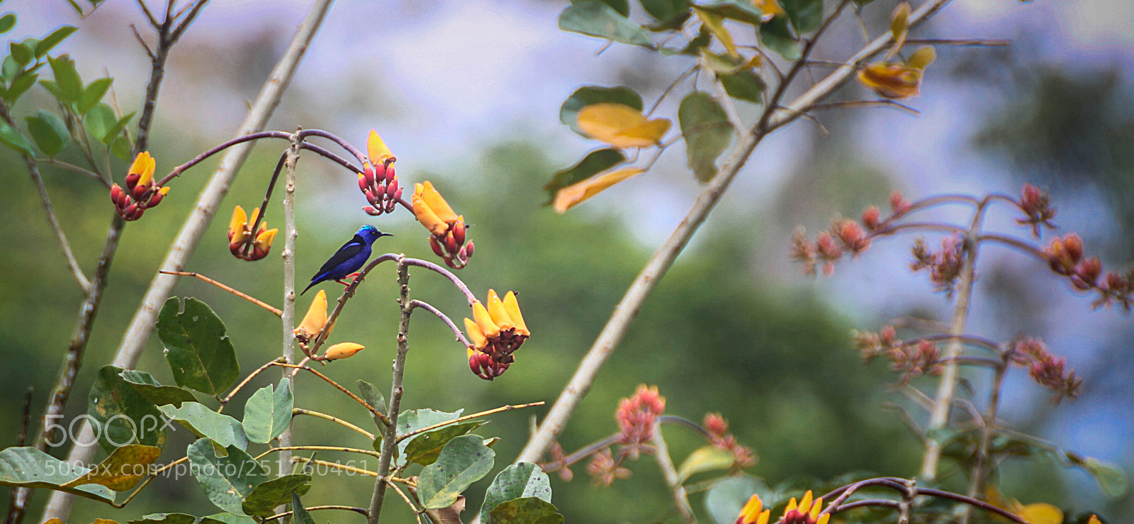 Canon EOS 7D sample photo. Honeycreeper de patas rojas photography