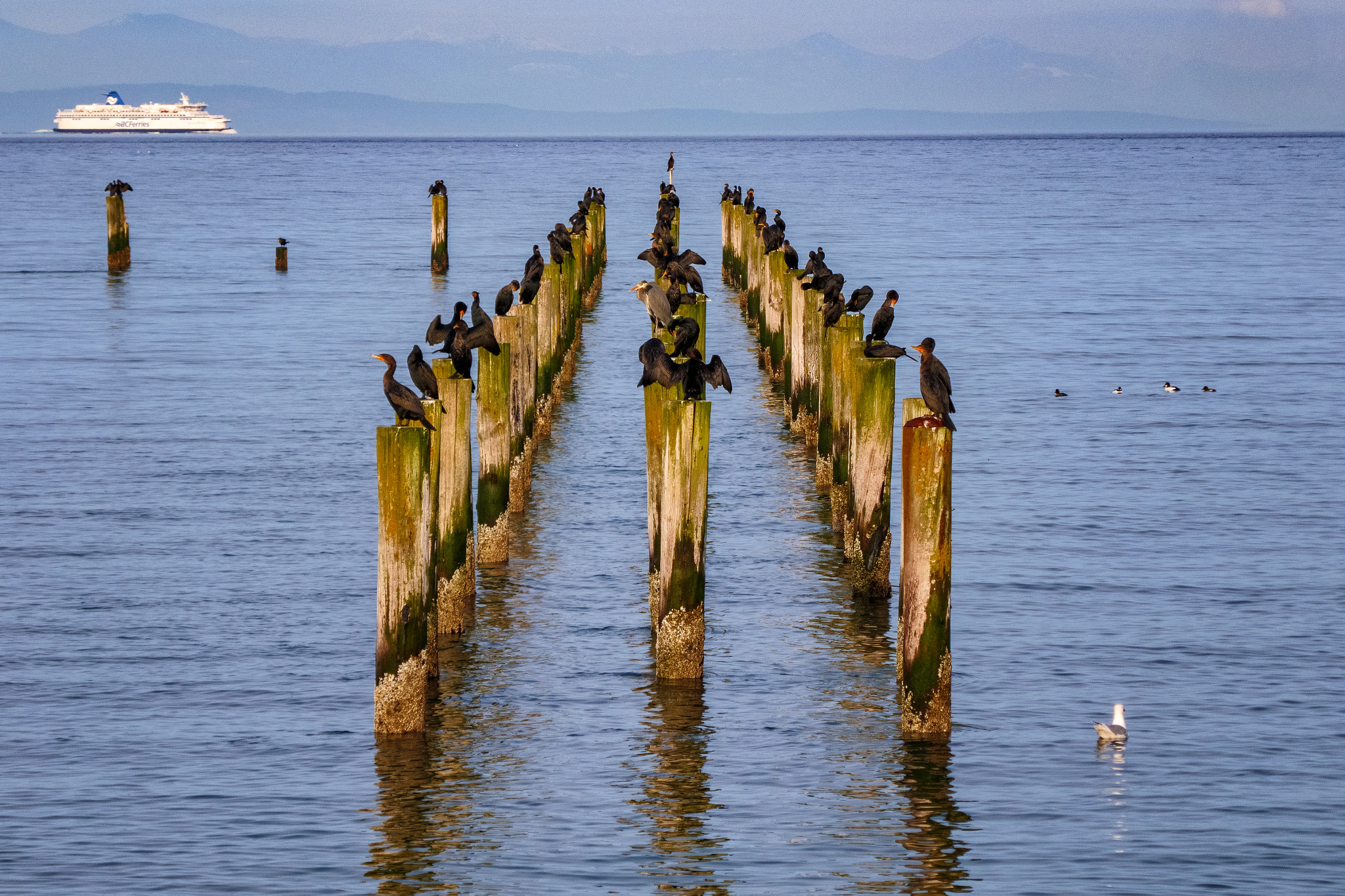 Panasonic Lumix DMC-ZS100 (Lumix DMC-TZ100) sample photo. Cormorants, mostly photography