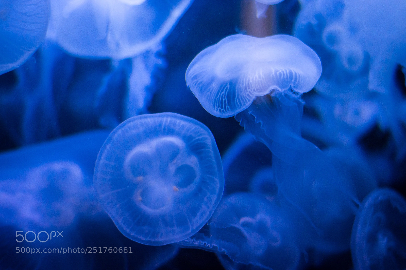 Nikon D5200 sample photo. Moon jellyfish photography