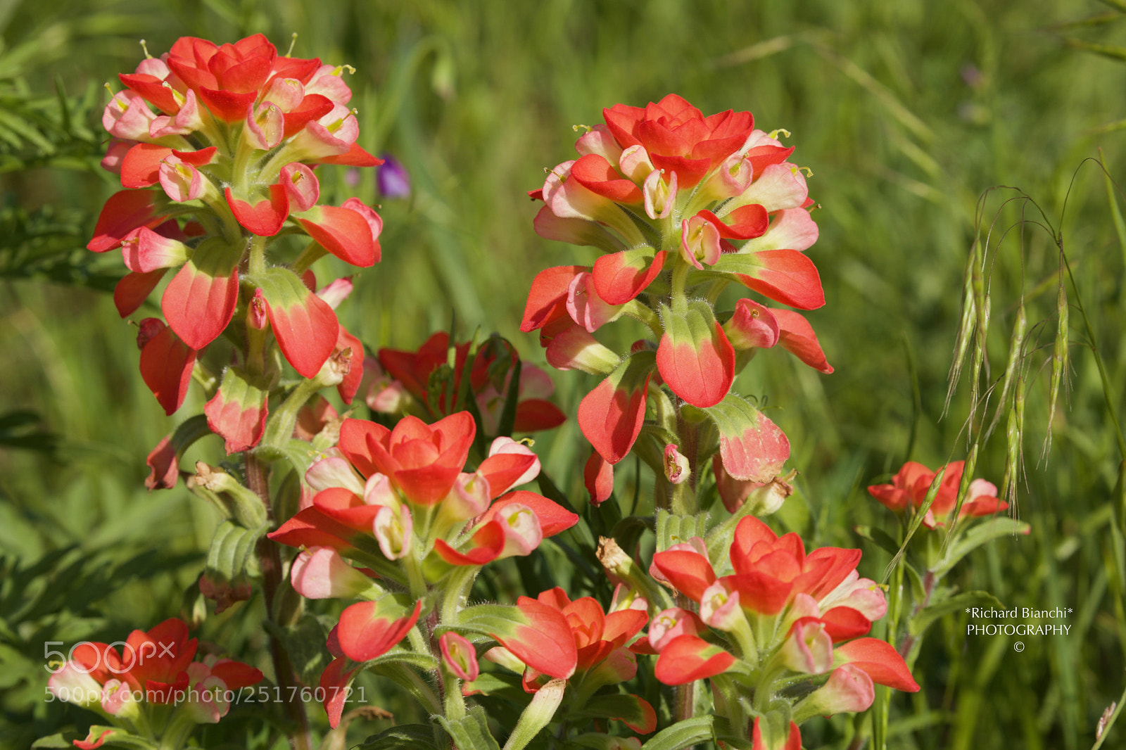 Canon EOS 5D Mark IV sample photo. Paintbrush closeup photography