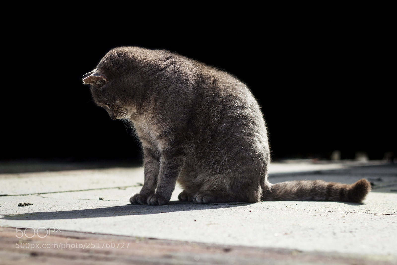 Canon EOS 1200D (EOS Rebel T5 / EOS Kiss X70 / EOS Hi) sample photo. Cat photography