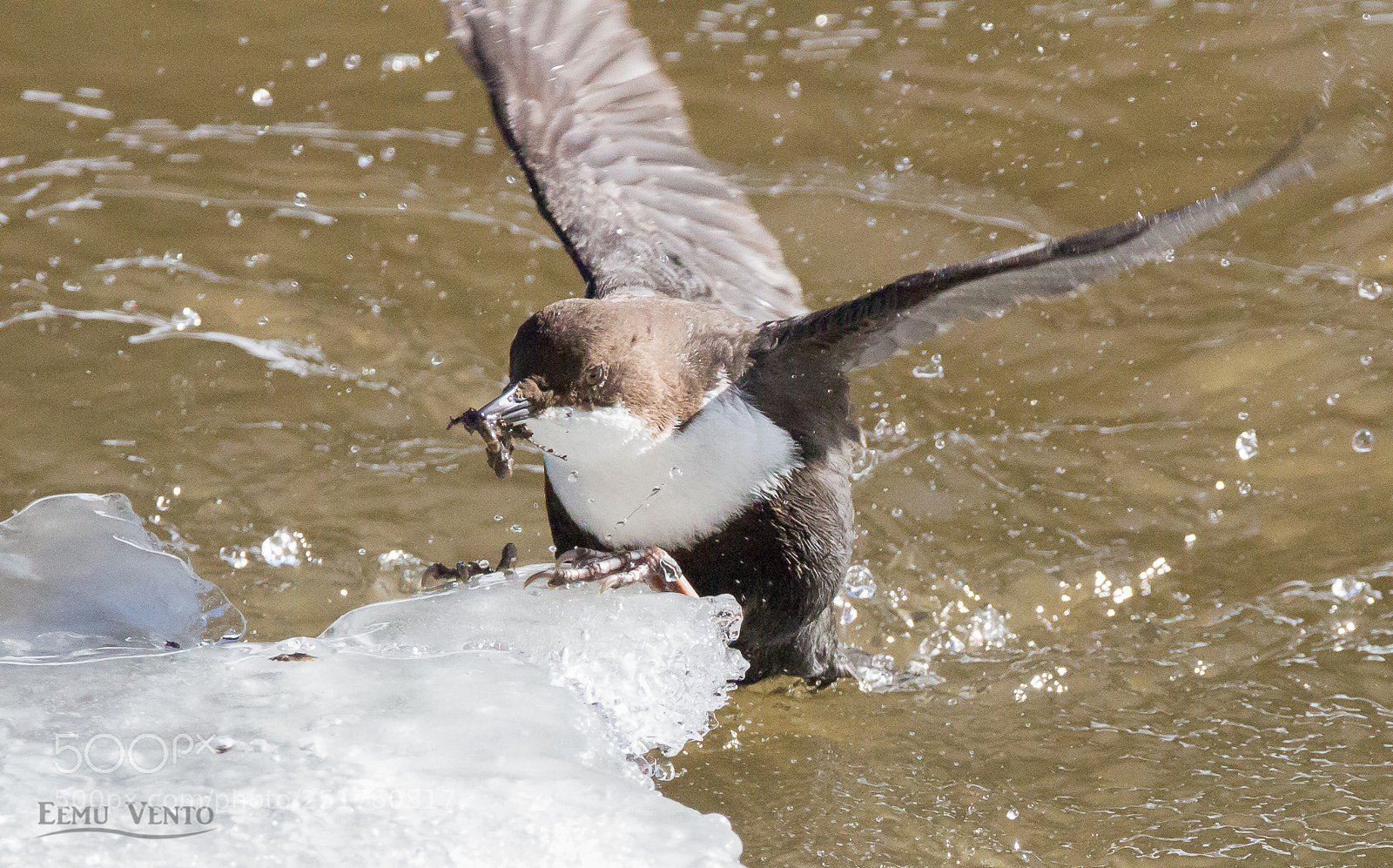 Canon EOS 700D (EOS Rebel T5i / EOS Kiss X7i) sample photo. Dipper photography