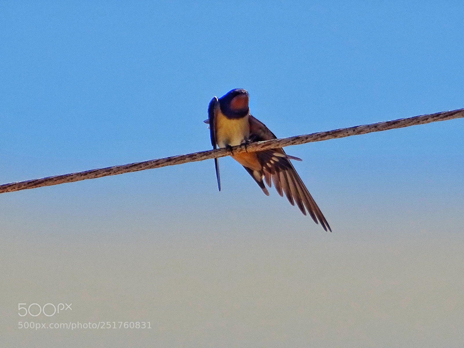 Sony DSC-HX60 sample photo. Swallow on the cable photography