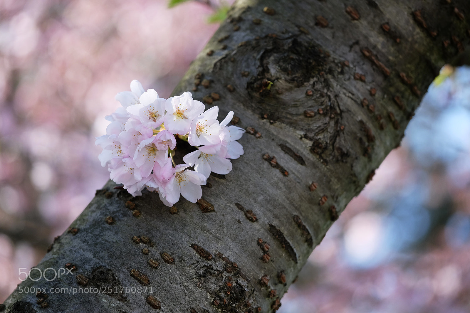 Fujifilm X-T1 sample photo. Cherry blossoms 2018 photography