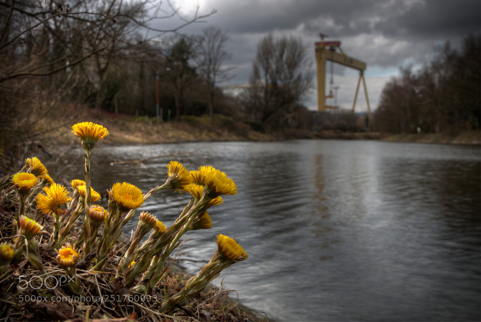 Canon EOS 70D sample photo. Coltsfoot in the park photography