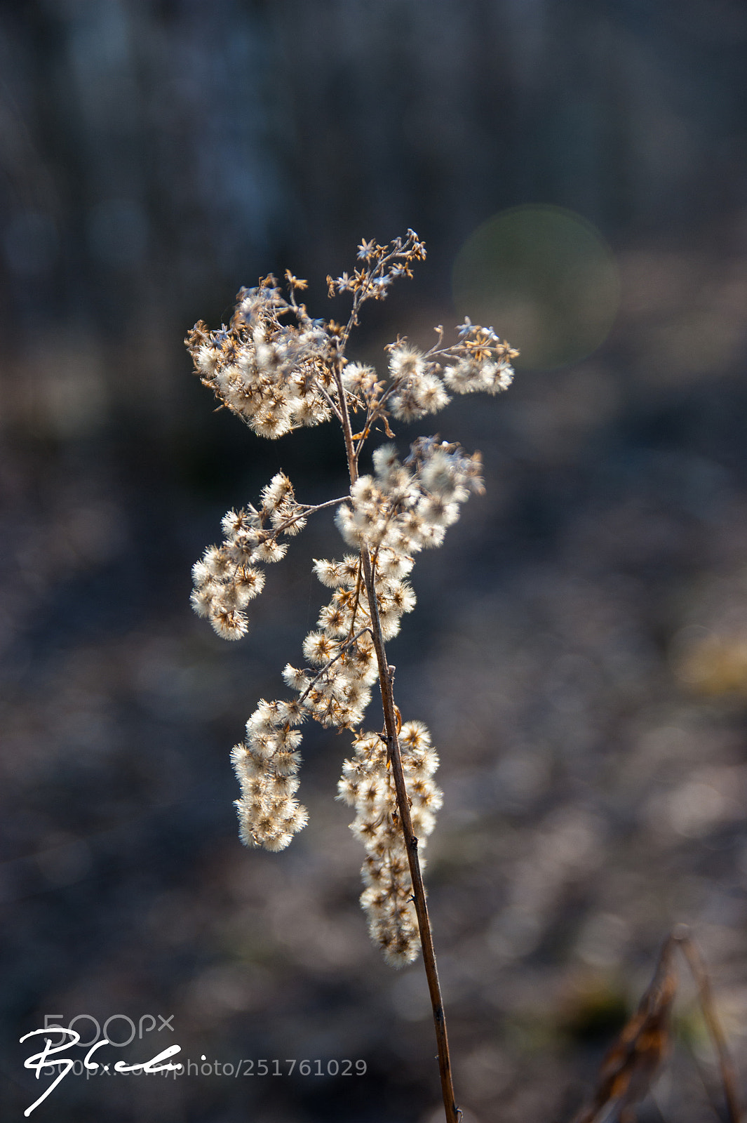 Sony Alpha DSLR-A350 sample photo. ,,, photography