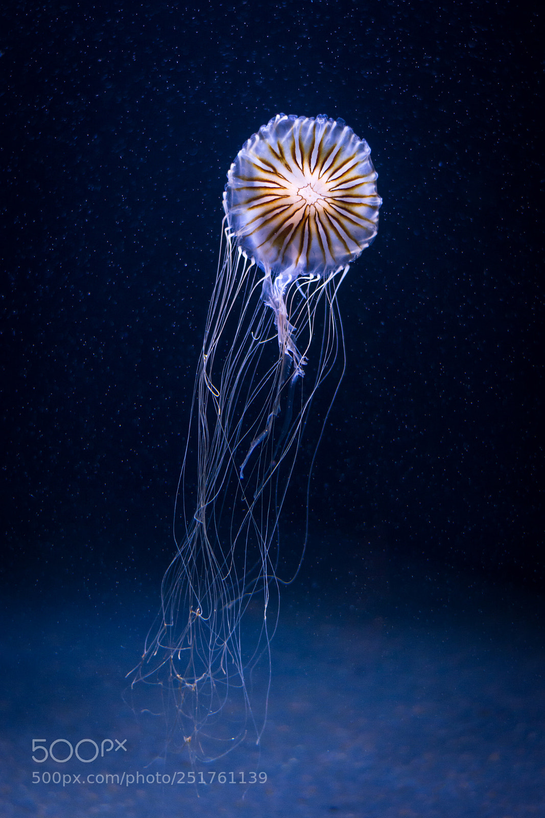 Nikon D5200 sample photo. Japanese sea nettle photography