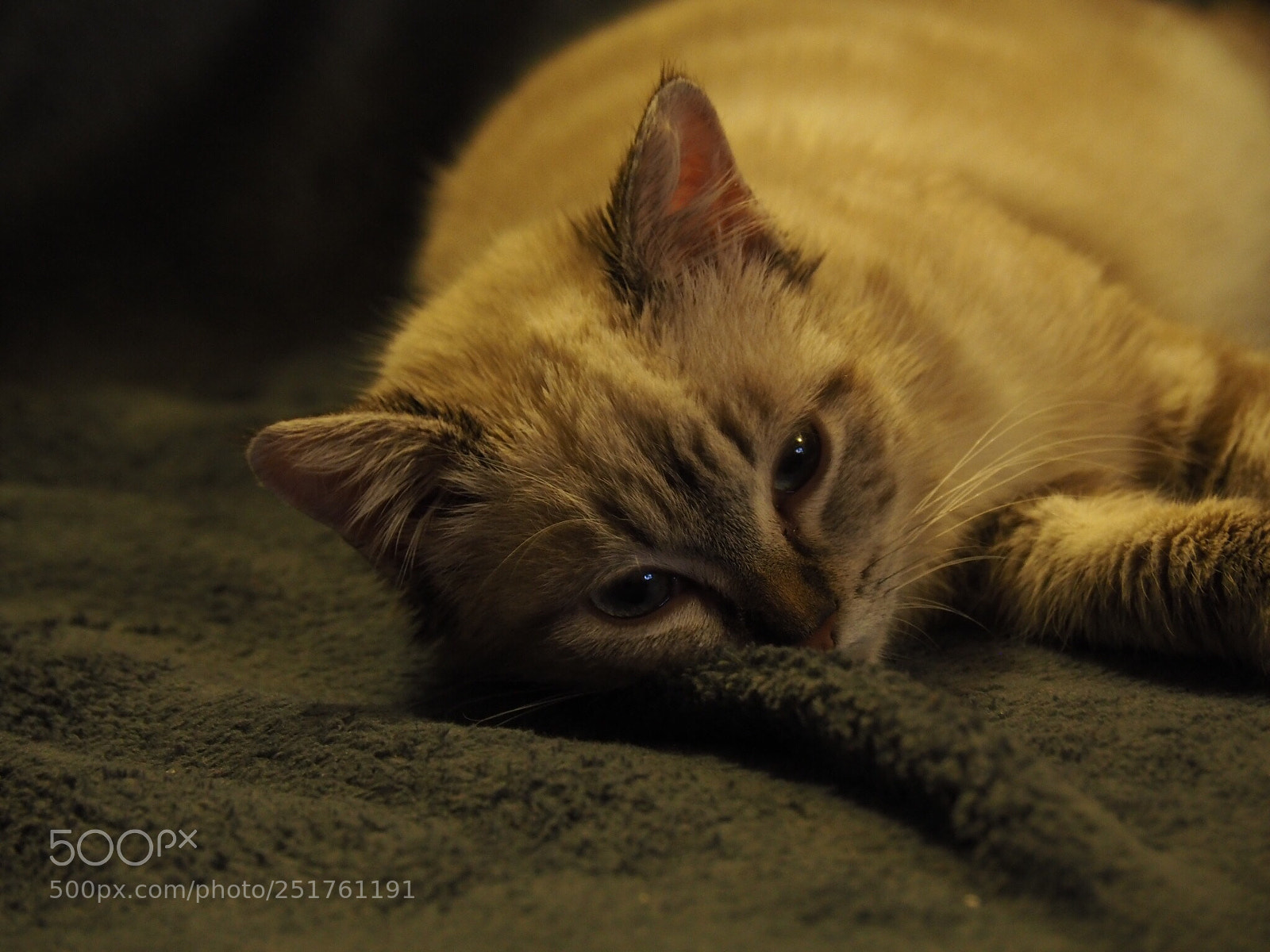 Olympus OM-D E-M5 II sample photo. Untitled photography