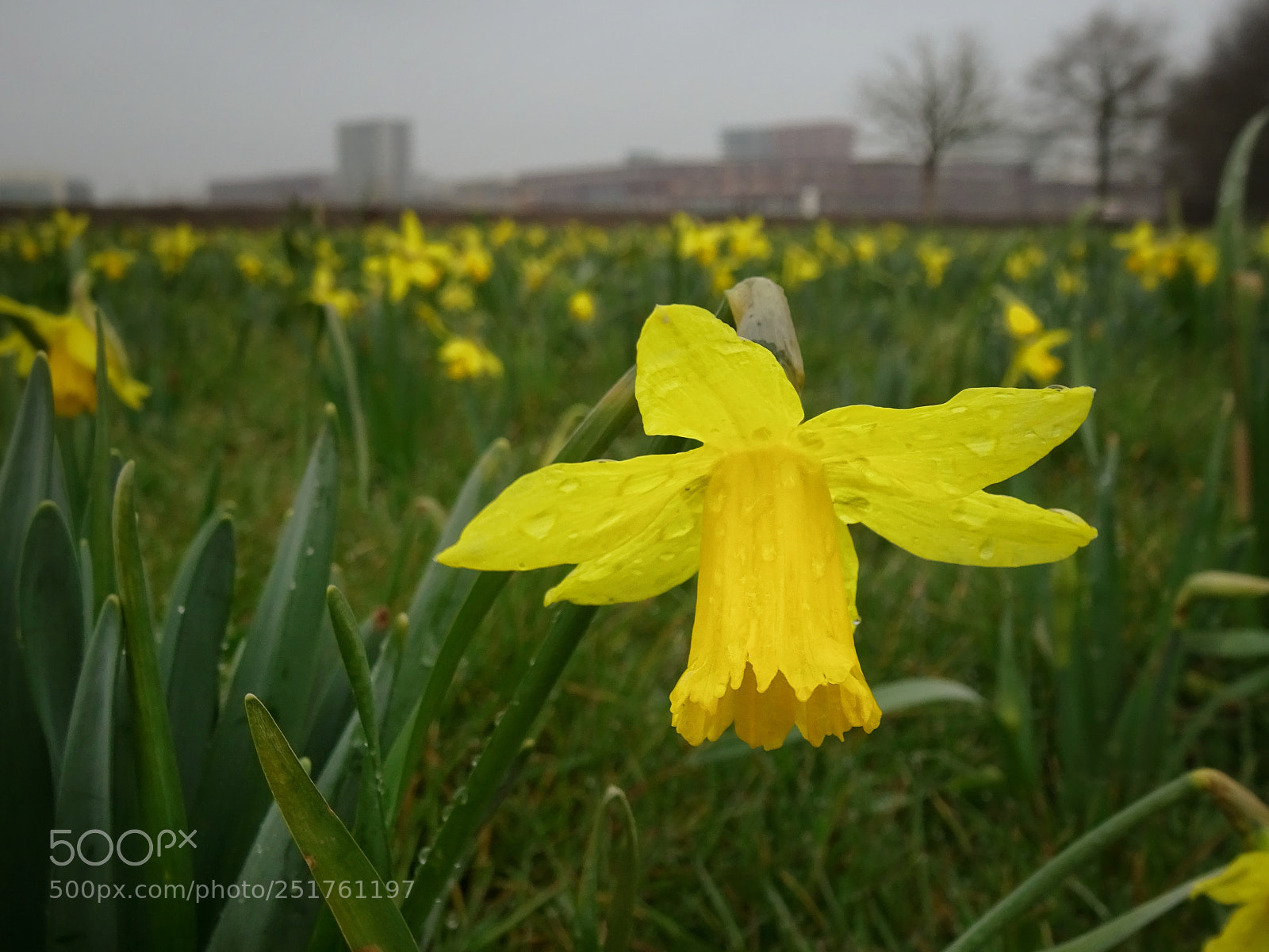 Sony Cyber-shot DSC-WX350 sample photo. Spring is coming! photography