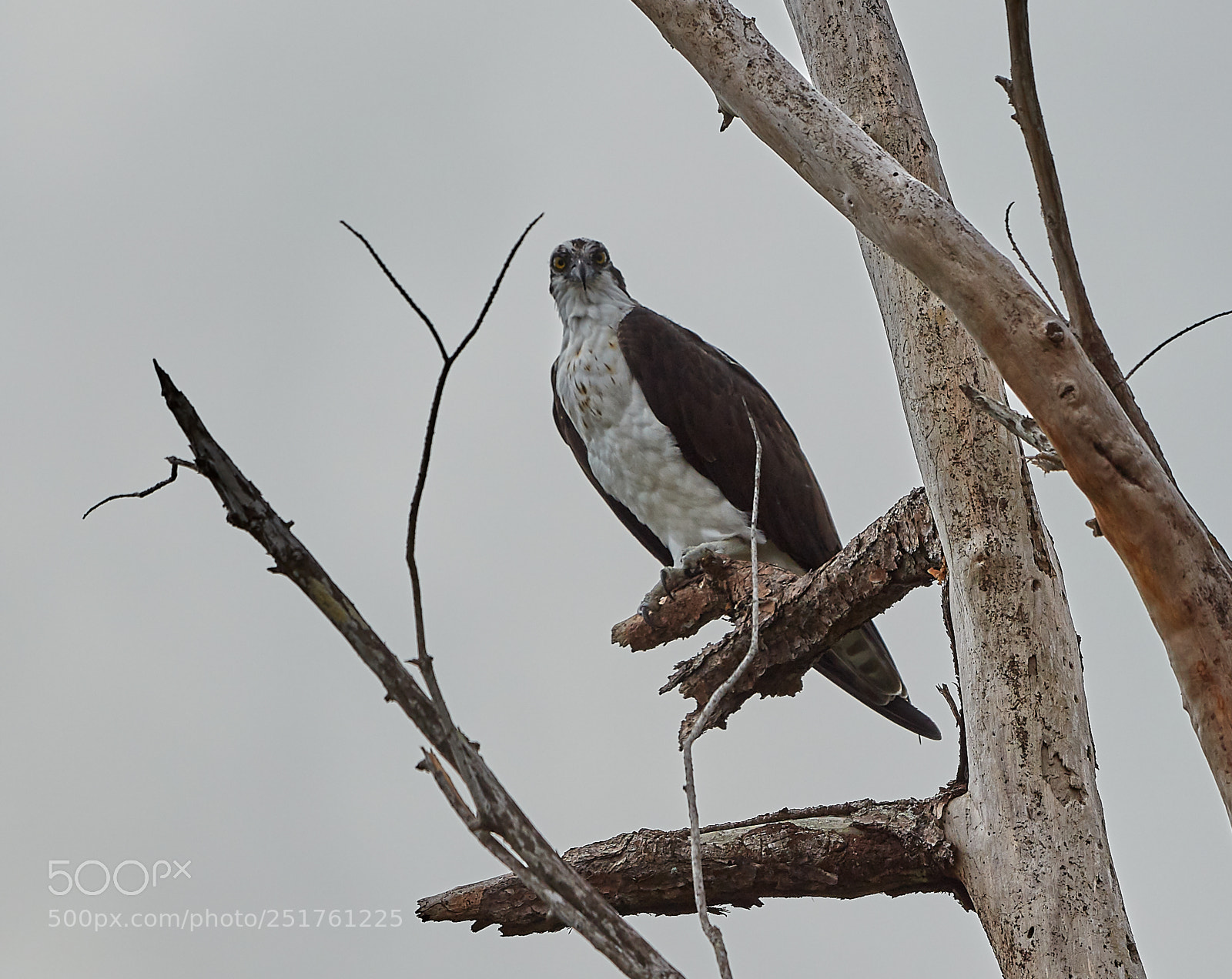 Canon EOS 5DS R sample photo. 04-01-18-0010286.jpg photography