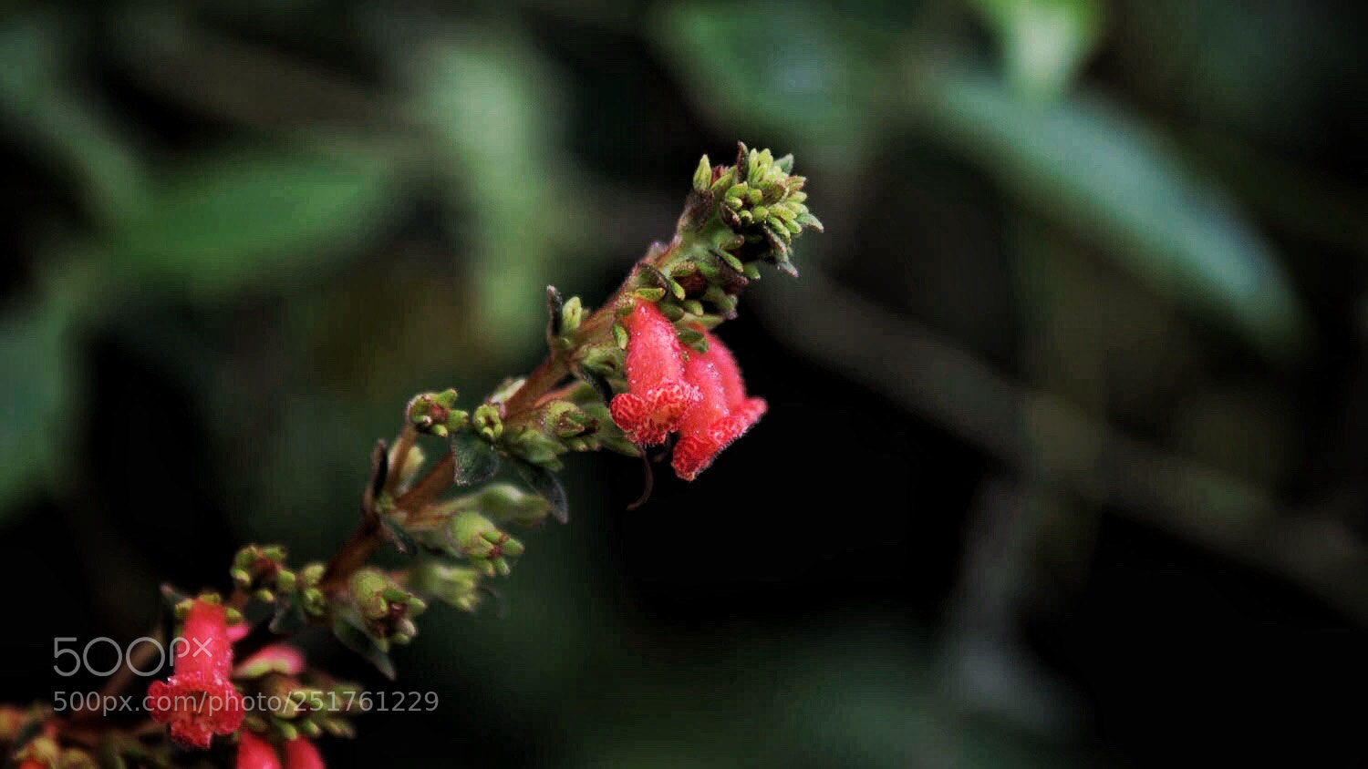 Canon EOS 750D (EOS Rebel T6i / EOS Kiss X8i) sample photo. Vibrant colors photography