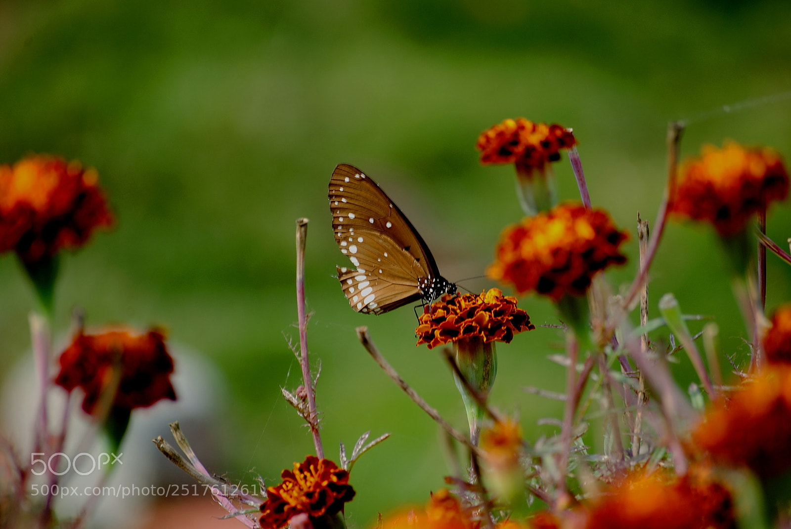 Nikon D3000 sample photo. Bf photography