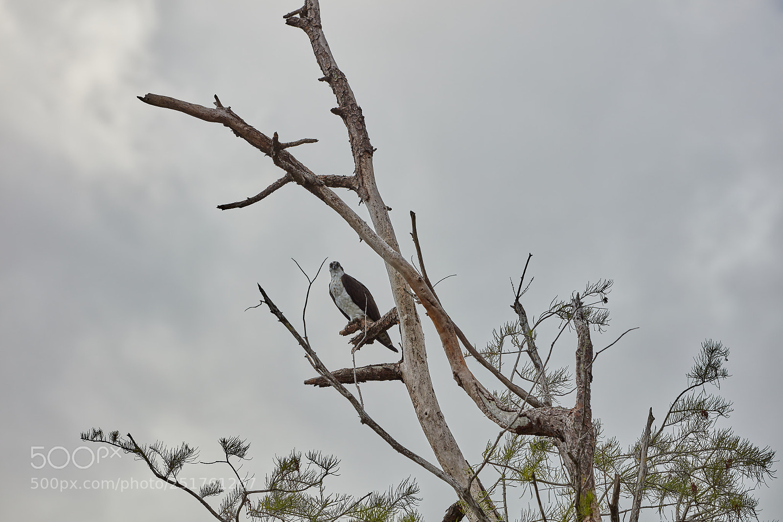 Canon EOS 5DS R sample photo. 04-01-18-0010285.jpg photography
