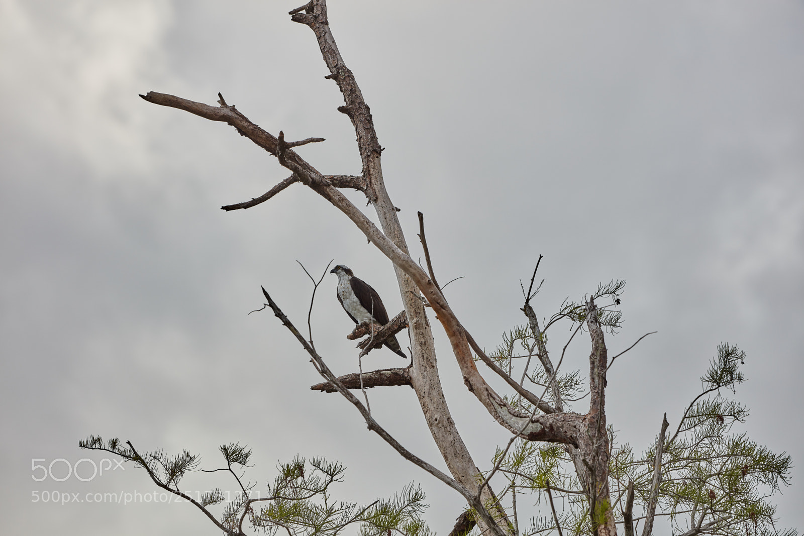 Canon EOS 5DS R sample photo. 04-01-18-0010283.jpg photography