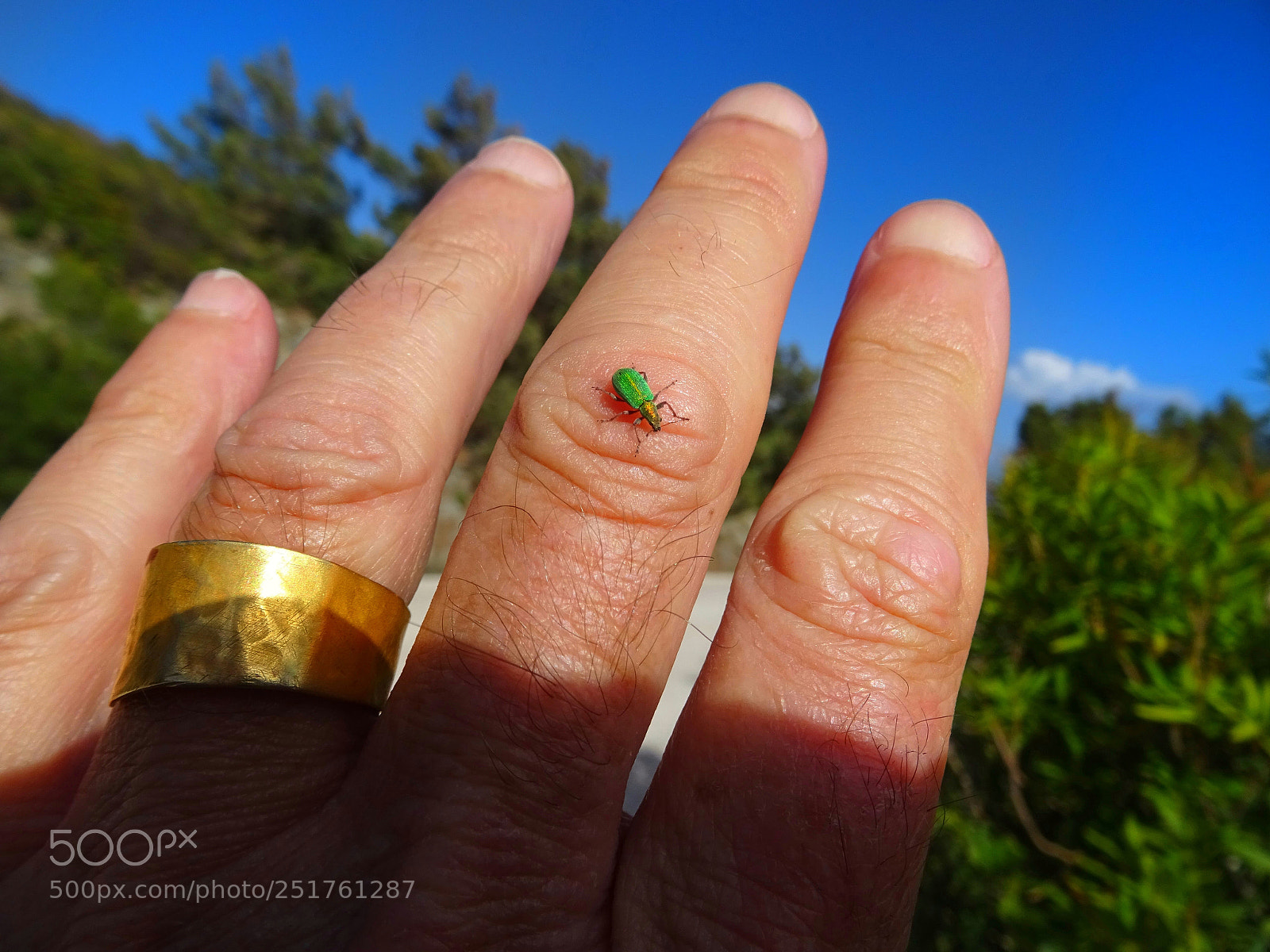 Sony DSC-HX60 sample photo. An insect on my photography
