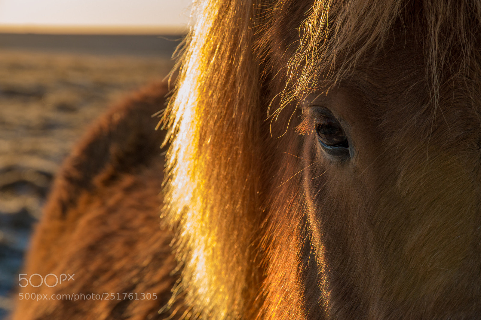 Nikon D3200 sample photo. Eye to eye photography