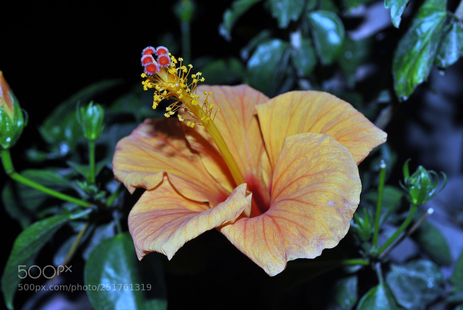 Nikon D3000 sample photo. Flower photography